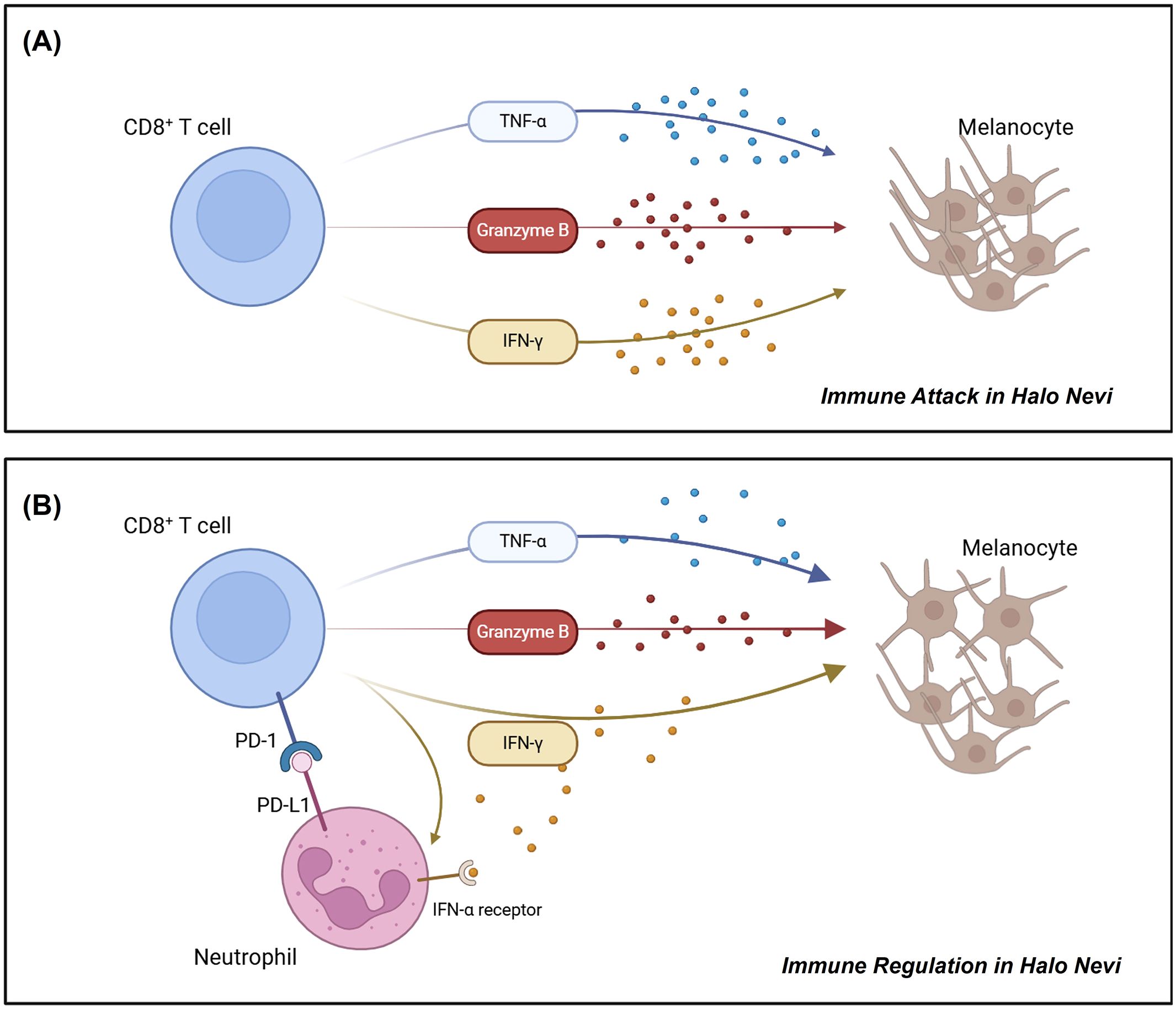 Diagram illustrating immune responses in halo nevi. Panel A shows immune attack with a CD8+ T cell releasing TNF-α, Granzyme B, and IFN-γ toward melanocytes. Panel B depicts immune regulation, with interactions between CD8+ T cell, PD-1, PD-L1, and neutrophil influencing TNF-α, Granzyme B, IFN-γ, and the IFN-α receptor.