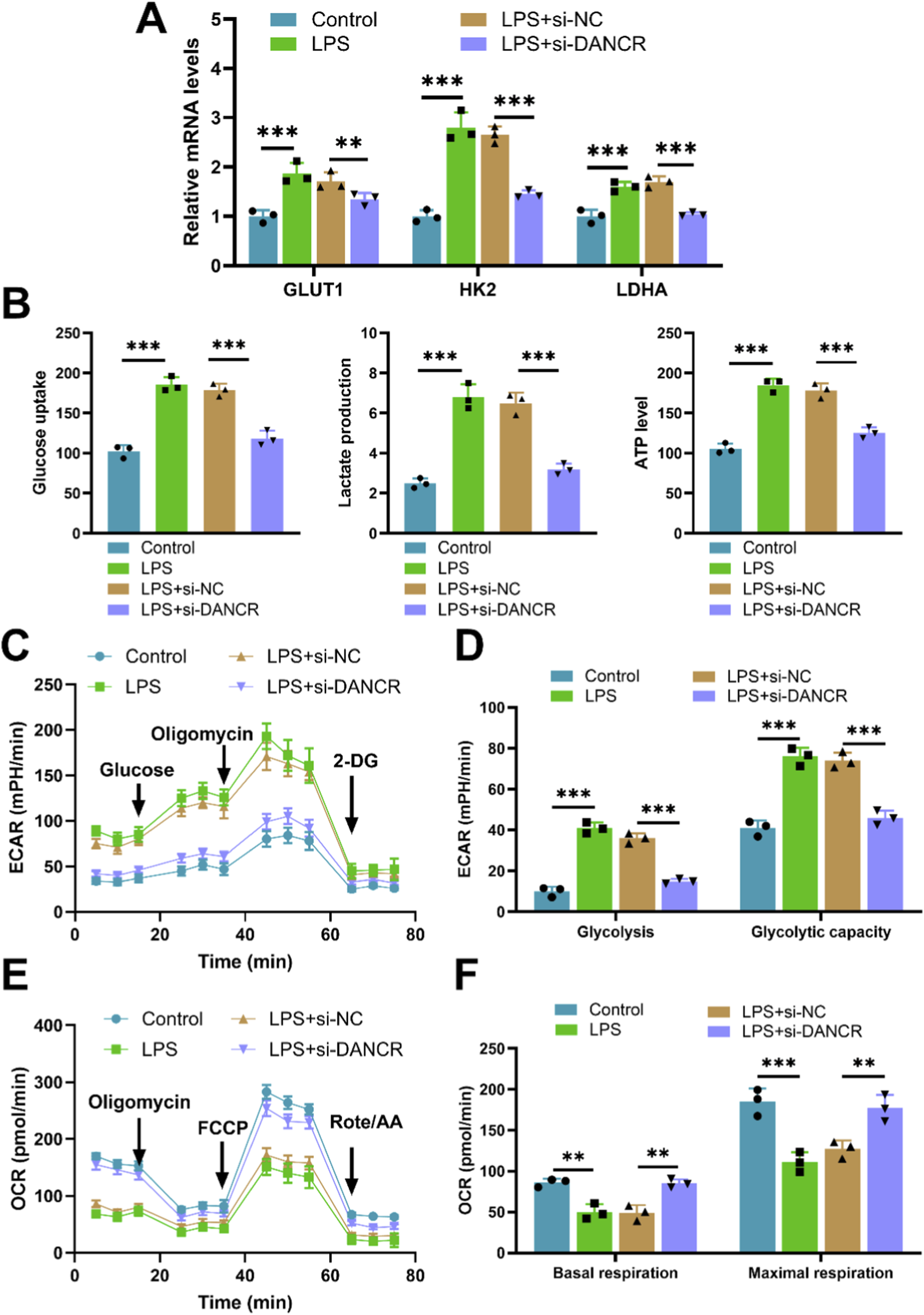 Bar graphs and line graphs illustrating metabolic responses in different experimental conditions: Control, LPS, LPS+si-NC, and LPS+si-DANCR. (A) Shows mRNA levels for GLUT1, HK2, and LDHA. (B) Displays glucose uptake, lactate production, and ATP levels. (C) Line graph of ECAR over time with glucose, oligomycin, and 2-DG treatments. (D) Bar graph of glycolysis and glycolytic capacity. (E) Line graph of OCR over time with oligomycin, FCCP, and Rote/AA treatments. (F) Bar graph of basal and maximal respiration. Statistical significance is indicated with asterisks.