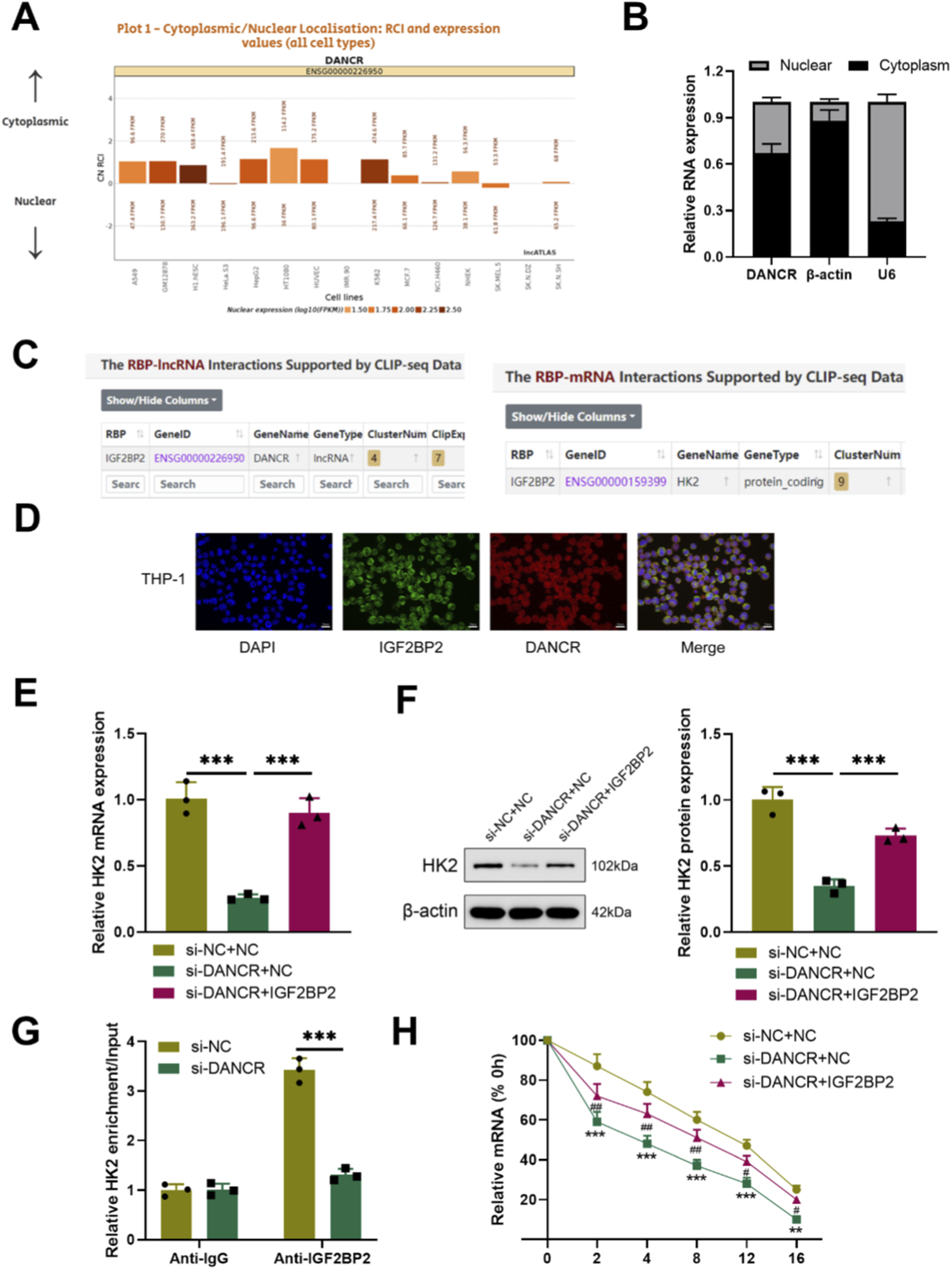A series of images showing experimental data on RNA expression and protein interactions:A) A bar chart displays the cytoplasmic and nuclear localization and expression values for the DANCR gene across different cell lines.B) A bar graph shows the relative RNA expression levels of DANCR, β-actin, and U6 in nuclear and cytoplasmic fractions.C) Two tables present RBP-lncRNA and RBP-mRNA interactions supported by CLIP-seq data, highlighting IGF2BP2.D) Fluorescence images of THP-1 cells stained to show DAPI, IGF2BP2, and DANCR, with a merged view.E) A bar graph depicting relative HK2 mRNA expression under different experimental conditions.F) A Western blot image with accompanying bar graph shows HK2 protein expression under varying conditions.G) A bar graph illustrates relative HK2 enrichment/input using anti-IgG and anti-IGF2BP2 antibodies.H) A line graph displaying relative mRNA decay over time for different experimental conditions.The data highlight interactions and expression changes related to DANCR and IGF2BP2.