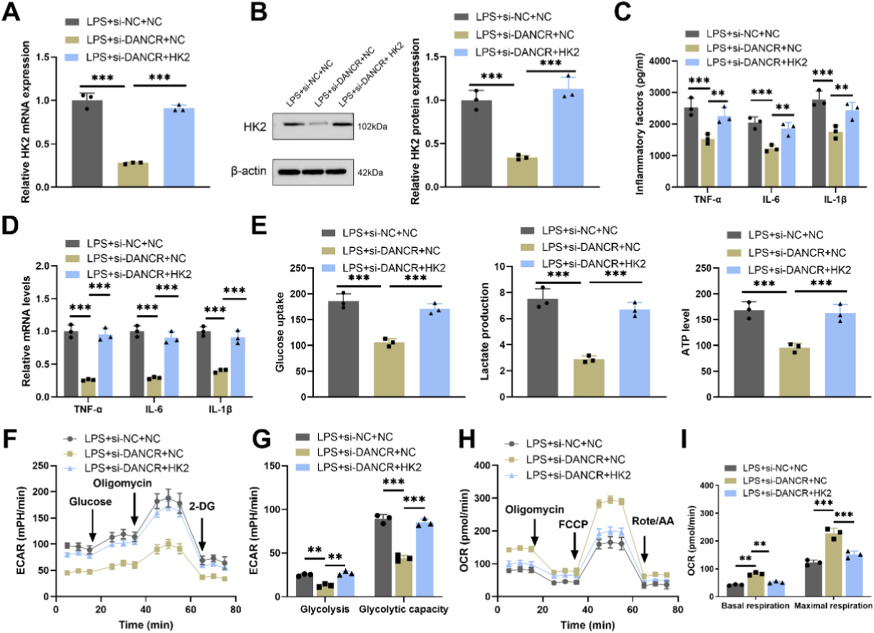 A series of bar charts and line graphs compare different biochemical parameters under four experimental conditions: LPS+si-NC+NC, LPS+si-DANCR+NC, and LPS+si-DANCR+HK2. Panels include: (A) HK2 mRNA expression; (B) HK2 protein expression with Western blot; (C) inflammatory factors (TNF-α, IL-6, IL-1β); (D) mRNA levels of TNF-α, IL-6, IL-1β; (E) glucose uptake, lactate production, and ATP levels; (F) and (G) extracellular acidification rate (ECAR) for glycolysis and capacity; (H) oxygen consumption rate (OCR); (I) basal and maximal respiration. Statistical significance is indicated.