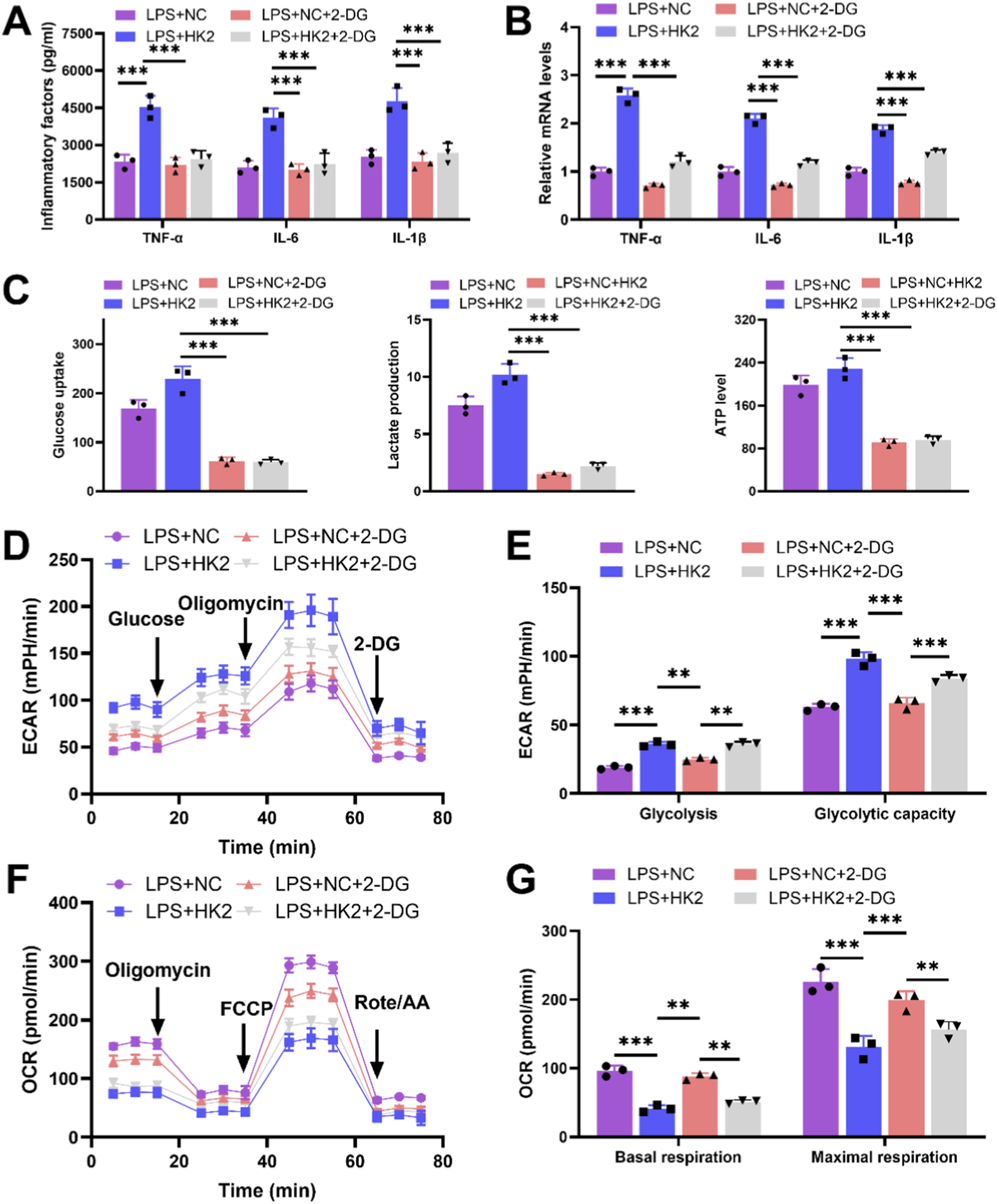 Graphs display the impact of various treatments on inflammatory factors, mRNA levels, metabolic activity, and cellular respiration. Panels A and B show increased levels of TNF-α, IL-6, and IL-1β in LPS-treated samples. Panel C illustrates glucose uptake, lactate production, and ATP levels, indicating metabolic changes. Panel D features a time-course analysis of ECAR, highlighting the effects of glucose, oligomycin, and 2-DG. Panel E compares glycolysis and glycolytic capacity. Panel F presents OCR measurements over time, noting responses to oligomycin, FCCP, and Rote/AA. Panel G compares basal and maximal respiration across treatments. Statistical significance is marked by asterisks.
