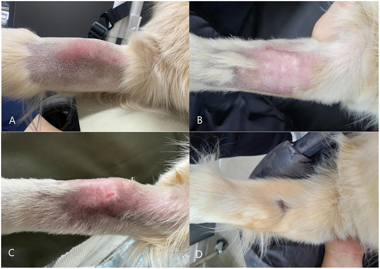Panels A to D show sequential photographs of a dog's right forelimb affected by phlebitis. Panel A displays a gross lesion with visible redness, swelling, and hair loss, accompanied by clear signs of skin irritation. Panel B shows improvement after management, with reduced swelling, decreased redness, and partial healing of the lesion. Panel C illustrates worsening after a second carboplatin infusion, with renewed swelling and skin changes; subsequent steroid therapy improved the condition. Panel D depicts near-complete recovery with normal hair regrowth and absence of visible inflammation.