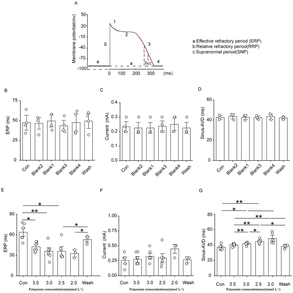 Graphical analysis displaying cardiac electrophysiology data. Panel A shows a membrane potential graph identifying effective refractory period (ERP), relative refractory period (RRP), and supranormal period (SNP). Panels B to D present bar graphs for ERP, current, and sinus-atrial ventricular delay (Sinus-AVD) across different conditions, labeled as Con, Blank1-4, and Wash. Panels E to G show similar bar graphs comparing ERP, current, and Sinus-AVD across various potassium concentrations, with significant differences marked by asterisks. Detailed examination of electrophysiological parameters across conditions and treatments is visualized.