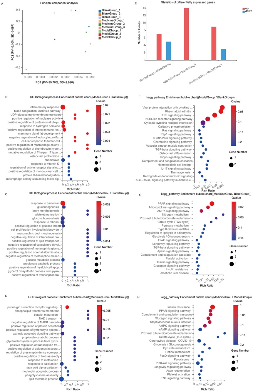 The image contains multiple panels showcasing different charts related to biological data analysis. Panel A presents a principal component analysis with different groups distinguished by colored dots. Panel B shows a GO biological process enrichment bubble chart for the model versus blank group, indicating gene number and Q value. Panel C depicts a similar chart for the medicine versus blank group. Panel D compares the medicine and model groups. Panel E provides a bar chart of differentially expressed genes across various comparisons. Panels F, G, and H display KEGG pathway enrichment bubble charts for the model versus blank group, medicine versus blank group, and medicine versus model group, respectively, also indicating gene number and Q value.