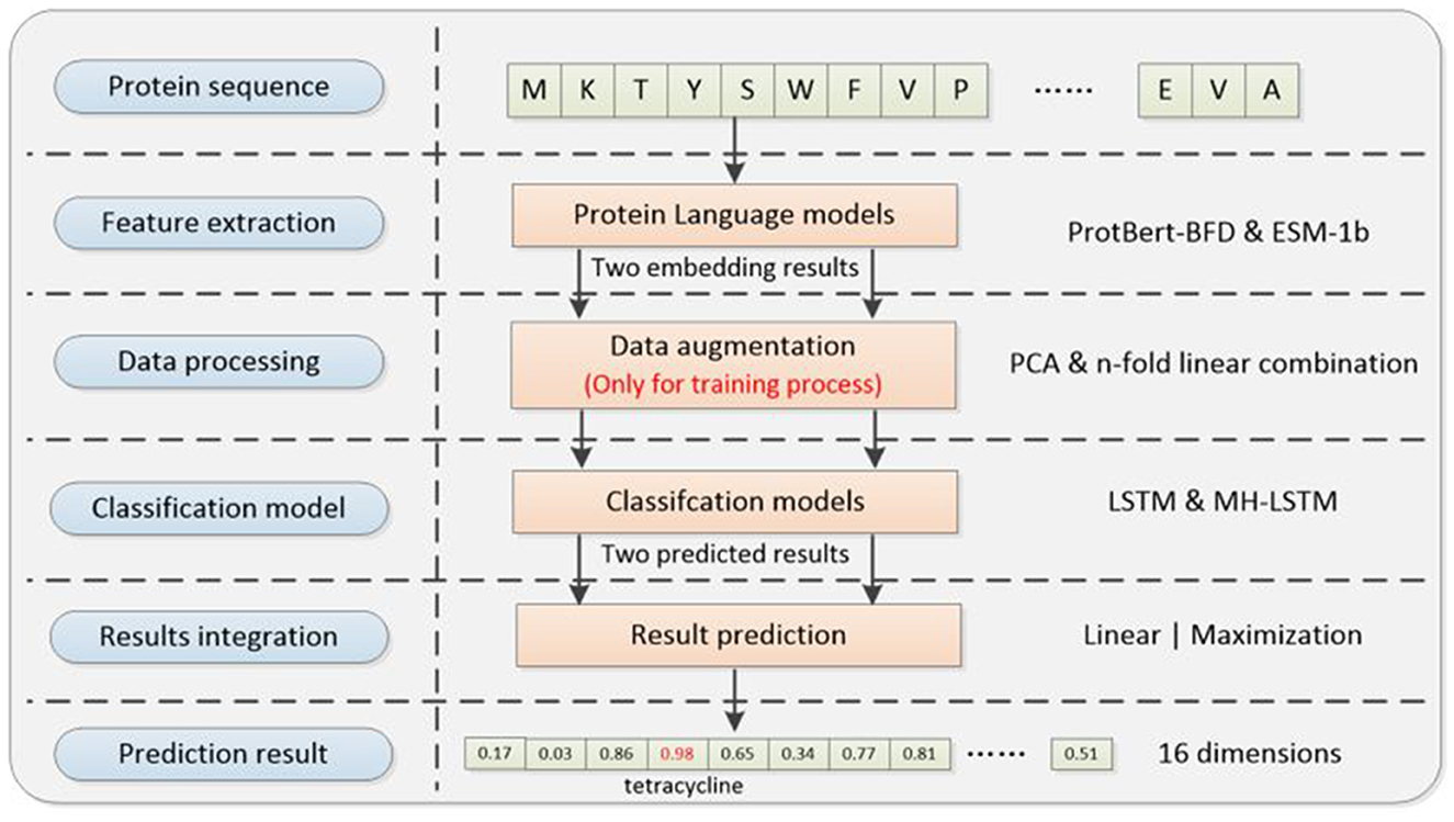 Flowchart illustrating a sequence for predicting protein sequence outcomes. It starts with a protein sequence, followed by feature extraction using protein language models like ProtBert-BFD and ESM-1b, which produce embedding results. This is followed by data processing involving data augmentation using PCA and linear combination, applicable only during training. Classification models like LSTM and MH-LSTM predict results, which are integrated for final predictions using linear or maximization methods. The prediction result includes 16 dimensions, exemplified by tetracycline with various probability values.