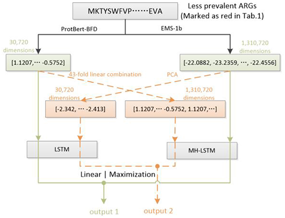 Flowchart depicting a model structure with two pathways from a sequence marked as “MKTYSWFVP...EVA.” The left path uses ProtBert-BFD, leading to 30,720 dimensions, linear combination, LSTM, and output 1. The right path uses EMS-1b, leading to 1,310,720 dimensions, PCA, MH-LSTM, and output 2. Both outputs converge through linear maximization.
