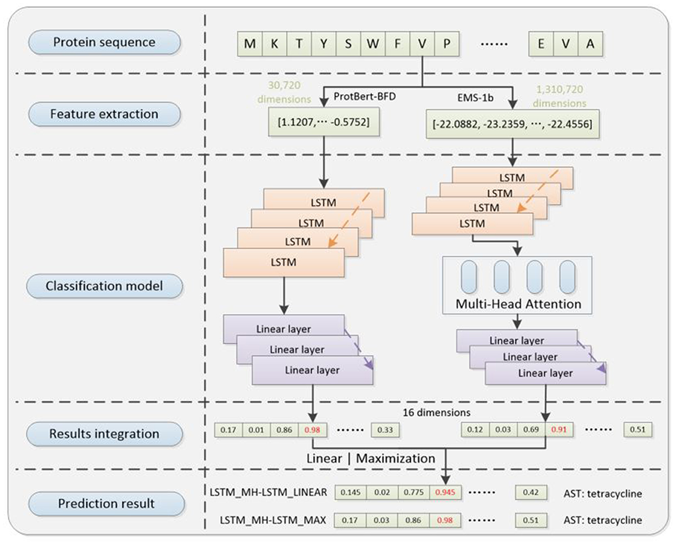 Flowchart illustrating a protein classification model with sections for protein sequence, feature extraction, classification, results integration, and prediction. Protein sequences are extracted using ProtBert-BFD and EMS-1b, then processed through LSTM layers. Outputs undergo multi-head attention and linear layers. Final integration uses linear maximization, generating prediction results for antibiotic susceptibility testing (AST) of tetracycline.