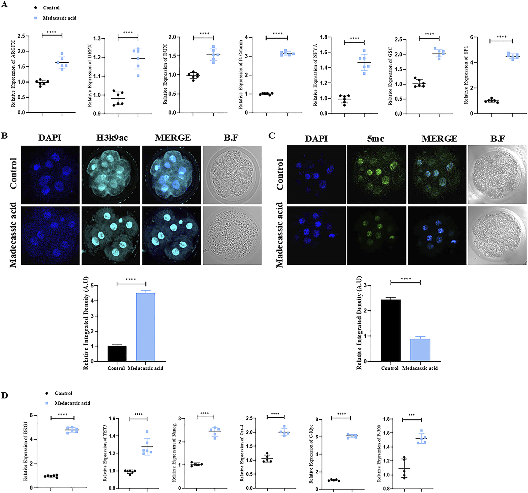 A series of panels showing the effects of madecassosic acid on gene expression and cell characteristics. Panel A displays several scatter plots comparing relative gene expression levels between control and madecassosic acid-treated samples. Panel B contains fluorescence images of cells stained for DAPI and H3k9ac, with corresponding merged and bright-field images, showing increased fluorescence intensity in treated cells. Panel C shows similar images stained for DAPI and 5mc, with a bar graph indicating reduced integrated density in treated cells. Panel D presents scatter plots of relative expression for different genes, emphasizing significant differences between control and treatment groups.