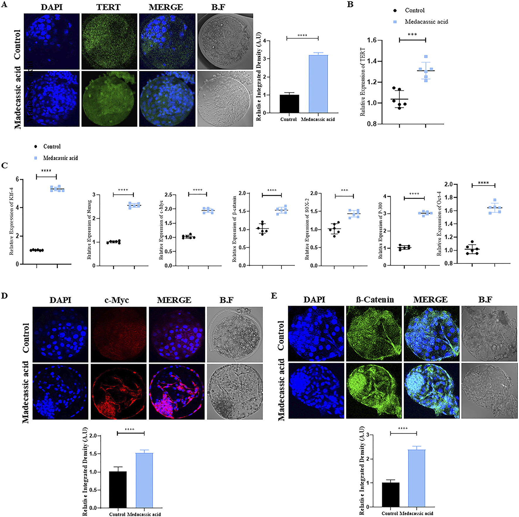 Panel A shows fluorescent imaging of cell nuclei stained with DAPI and TERT, with a chart comparing relative integrated density between control and madecassic acid treatments. Panel B presents a graph of relative TERT expression. Panel C includes graphs showing relative expression of several genes under different conditions. Panel D displays DAPI and c-Myc stained cells, with a corresponding density chart. Panel E shows DAPI and β-Catenin stained cells, also with a density chart. Cells treated with madecassic acid show increased expression and density compared to controls.