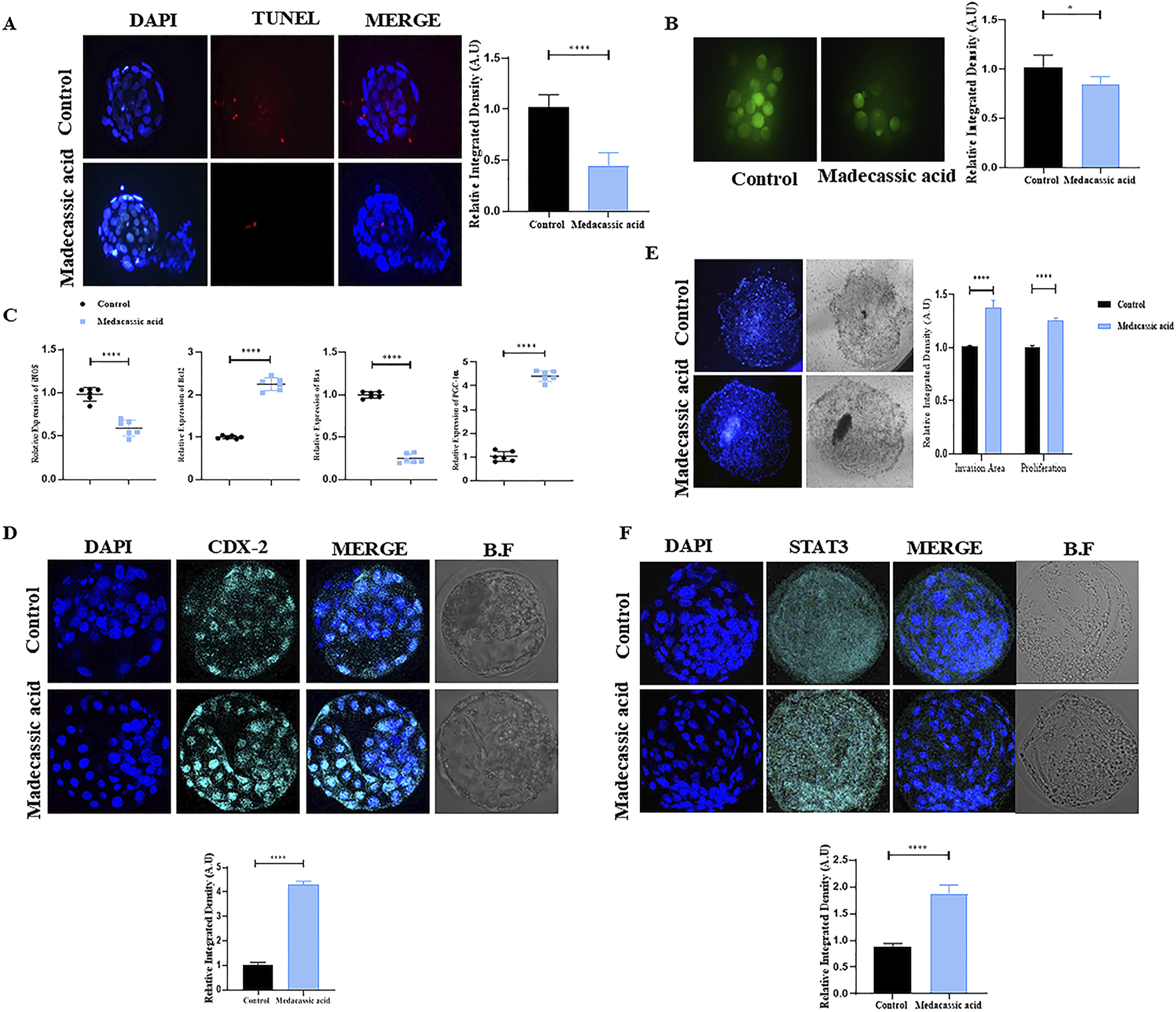 Panels display various experimental results involving control and madecassic acid-treated samples. Panel A shows DAPI and TUNEL staining with a bar graph indicating reduced integrated density in treated samples. Panel B features green fluorescence images and a graph showing decreased integrated density post-treatment. Panel C presents multiple bar graphs with significant reductions in gene expression levels after treatment. Panel D includes DAPI, CDX-2 staining, and bright-field images with a bar graph indicating increased integrated density in treated samples. Panel E shows invasion and proliferation data with corresponding bar graphs. Panel F displays DAPI and STAT3 staining with increased density in treated samples.