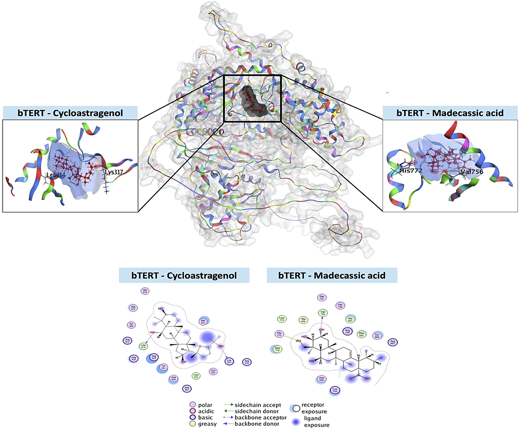Molecular visualization of bTERT interactions with cycloastragenol and madecassic acid. Central 3D protein structure is highlighted by two zoomed-in sections showing ligand interactions. Bottom diagrams detail polar, acidic, and basic interactions for each ligand.