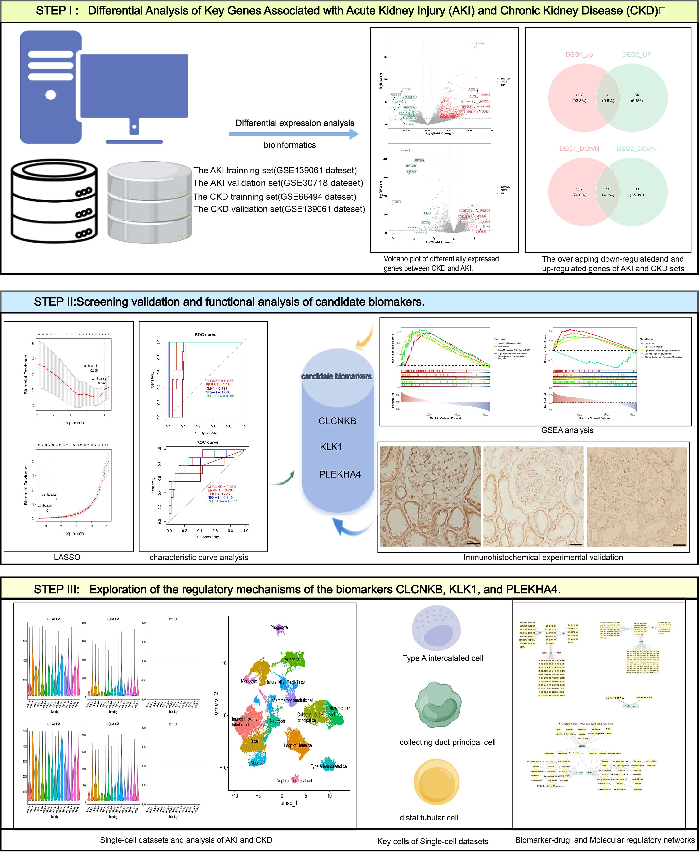 Step I involves differential expression analysis of genes associated with AKI and CKD, including volcano plots and Venn diagrams of data sets. Step II covers screening and functional analysis of candidate biomarkers CLCKNB, KLK1, and PLEKHA4 using LASSO, ROC curves, GSEA analysis, and immunohistochemical validation. Step III explores the regulatory mechanisms with single-cell data analysis, highlighting key cell types like intercalated cells and tubular cells and showing biomarker-drug networks.