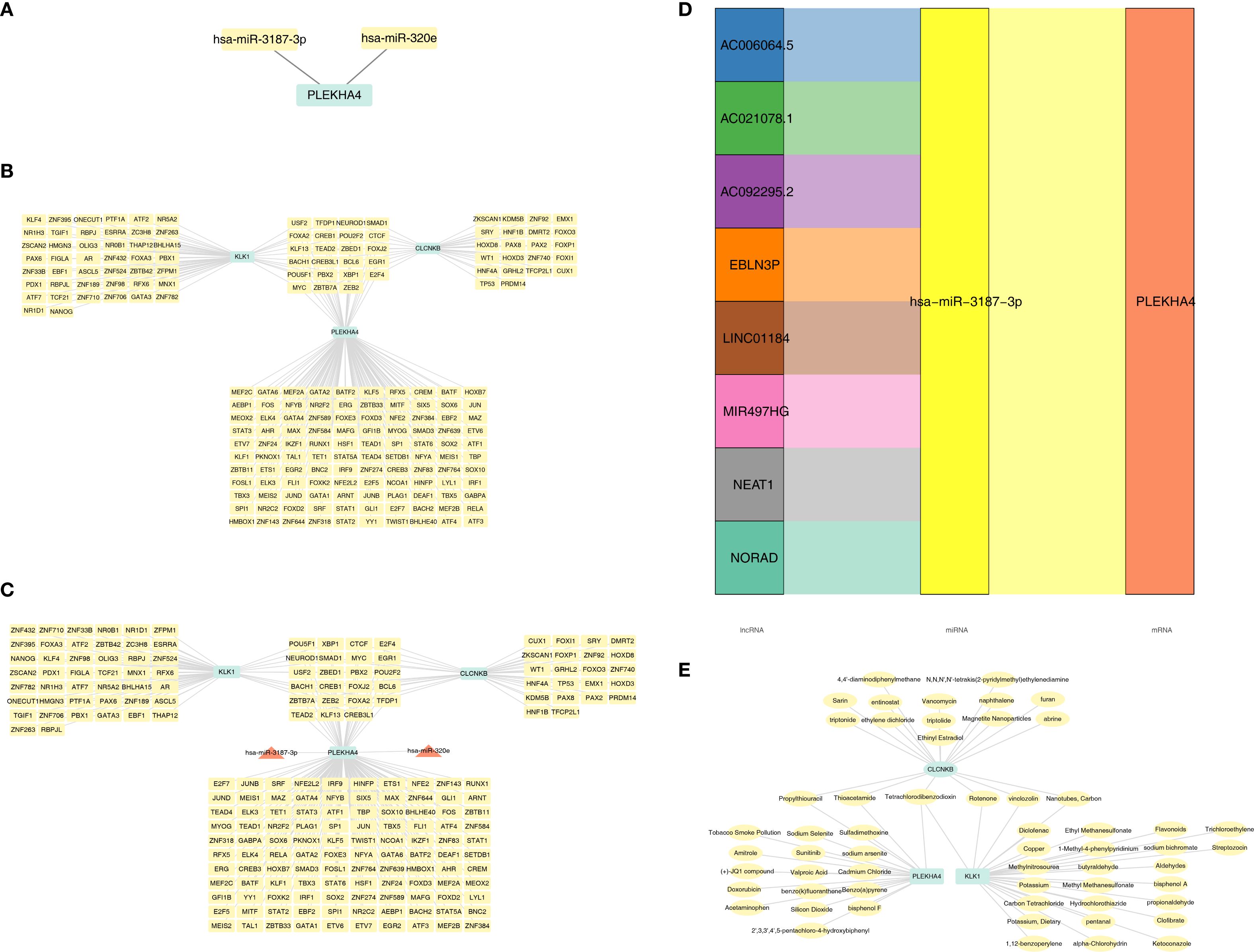 A composite image consisting of five panels: Panel A shows a diagram of two miRNAs, hsa-miR-3187-3p and hsa-miR-320e, targeting PLEKHA4. Panel B displays a network of gene interactions related to KLK1, CLCN6, and PLEKHA4. Panel C illustrates a detailed gene interaction network similar to Panel B, highlighting connections with miRNAs. Panel D features a colored bar diagram showing lncRNA and miRNA interactions with PLEKHA4. Panel E presents a chemical compound interaction network with KLK1, CLCN6, and PLEKHA4.