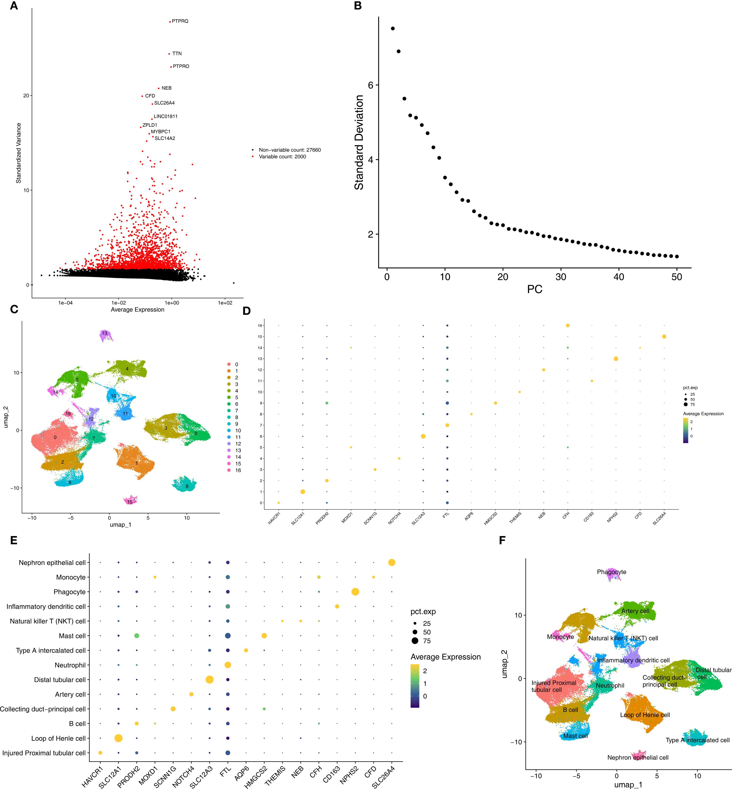 A composite image showcasing various plots related to gene expression analysis. Panel A displays a scatter plot of standardized variance vs. average expression, highlighting variable and non-variable genes. Panel B presents a scree plot showing the standard deviation across principal components. Panel C shows a UMAP plot with clusters represented in different colors, each labeled with numbers. Panel D shows a dot plot illustrating the average gene expression and percentage expression, with varying dot sizes and colors. Panel E features another dot plot focusing on cell types and specific gene markers. Panel F is a UMAP plot labeled with identified cell types.