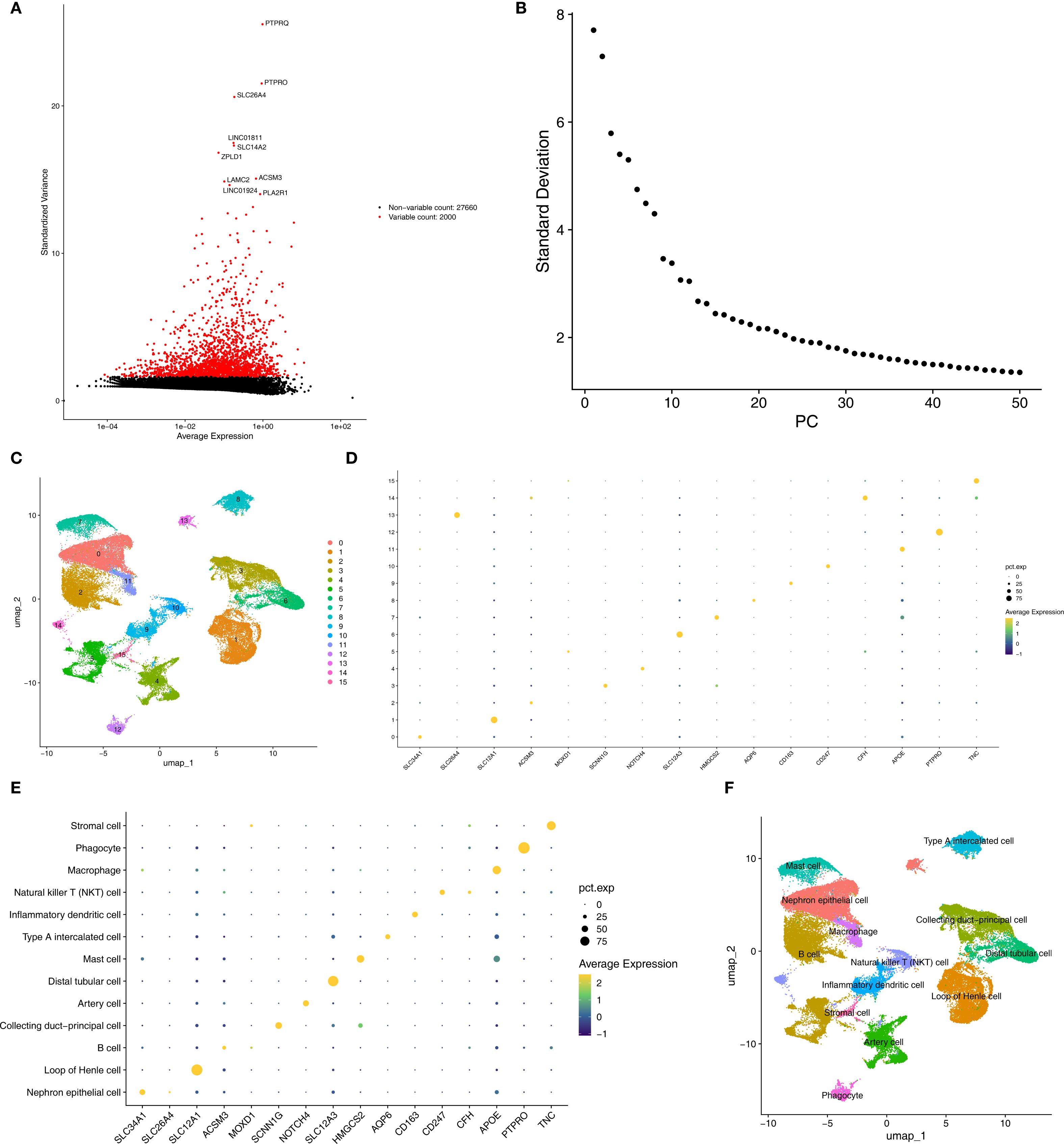 Panel A shows a scatter plot of gene expression with standardized variance. Panel B depicts a scree plot of standard deviation against principal components. Panel C and F illustrate UMAP projections of cell clusters with varied colors. Panel D and E are dot plots visualizing gene expression across cell types, with color and size indicating expression levels and proportions.