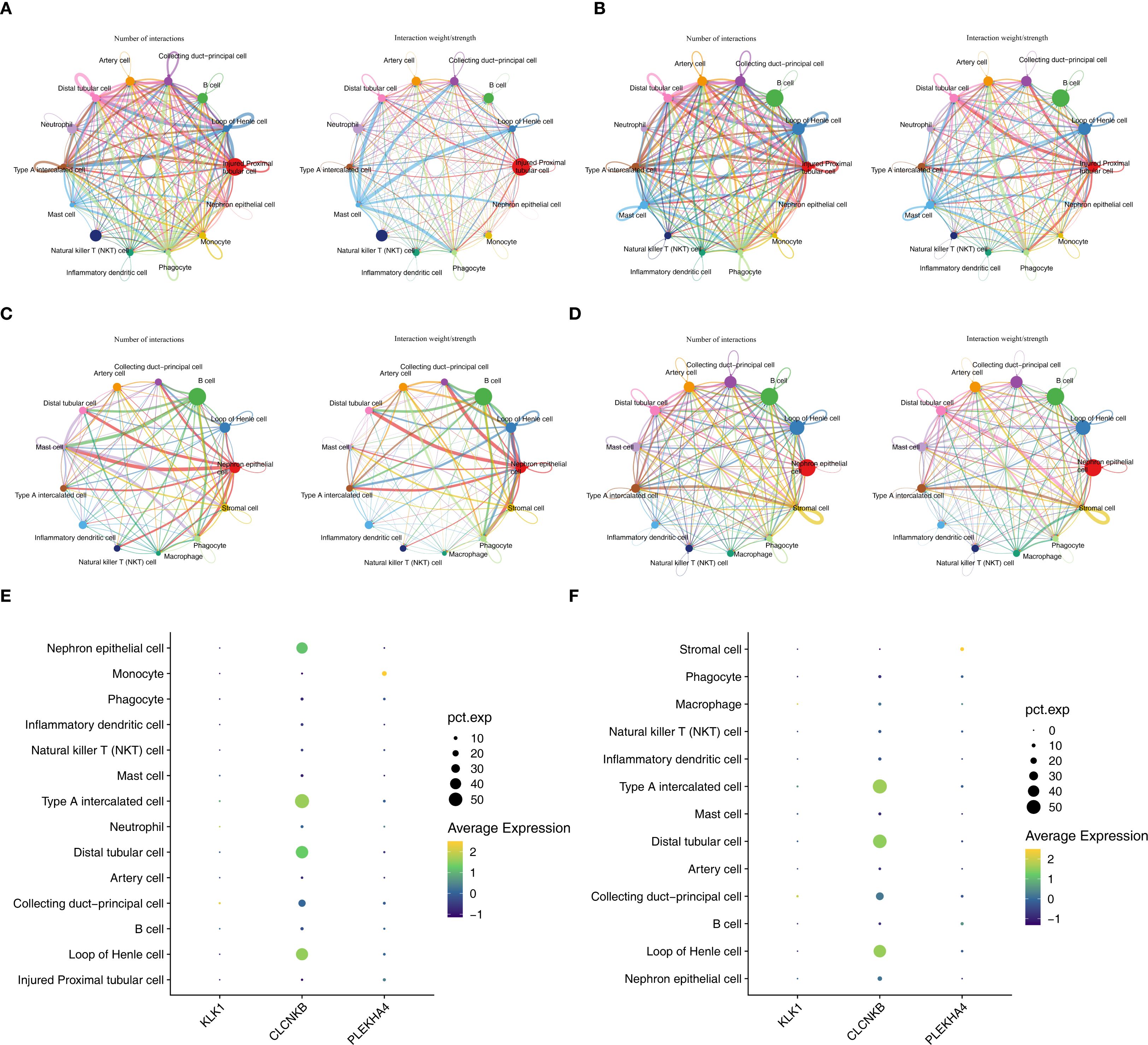 Network diagrams show interactions between various cell types, with each labeled node connected by colored lines representing interactions. Panels E and F display dot plots indicating the expression levels of different genes across cell types, with dot size and color representing expression percentage and average expression level, respectively.