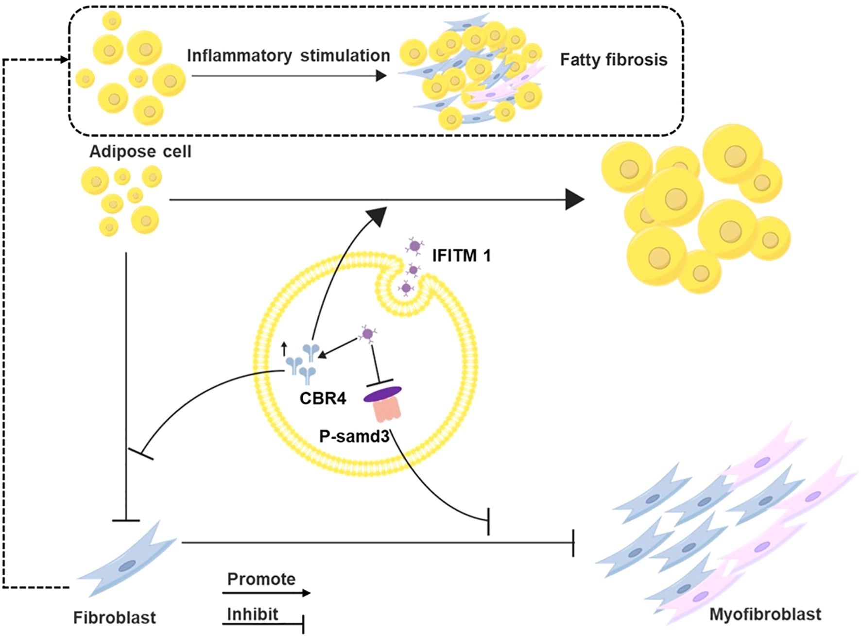 Illustration showing the process of inflammatory stimulation on adipose cells leading to fatty fibrosis. Inflammatory stimulation promotes the transformation of fibroblasts to myofibroblasts. Adipose cells interact with IFITM 1 and CBR4, inhibiting P-samd3. Arrows indicate the flow and effects of different proteins and processes.