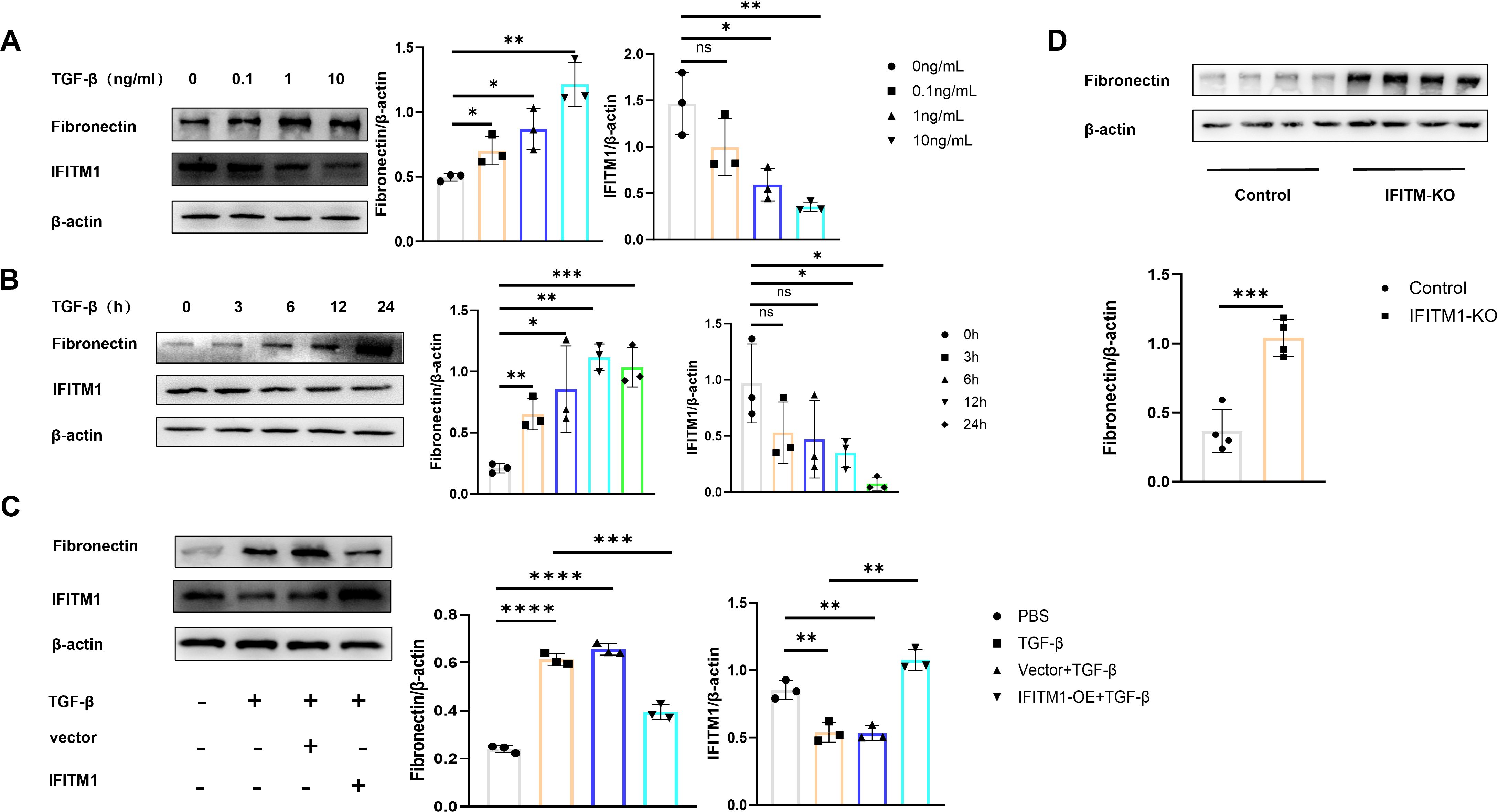 Western blot analysis and bar graphs showing fibronectin and IFITM1 expression in various conditions. Panel A: Varying TGF-β concentrations affect fibronectin and IFITM1 levels. Panel B: Time-course effect of TGF-β on protein expression. Panel C: Effects of TGF-β with vector or IFITM1-OE on protein levels. Panel D: Comparison between control and IFITM1-KO on fibronectin expression. Significance is indicated with asterisks.