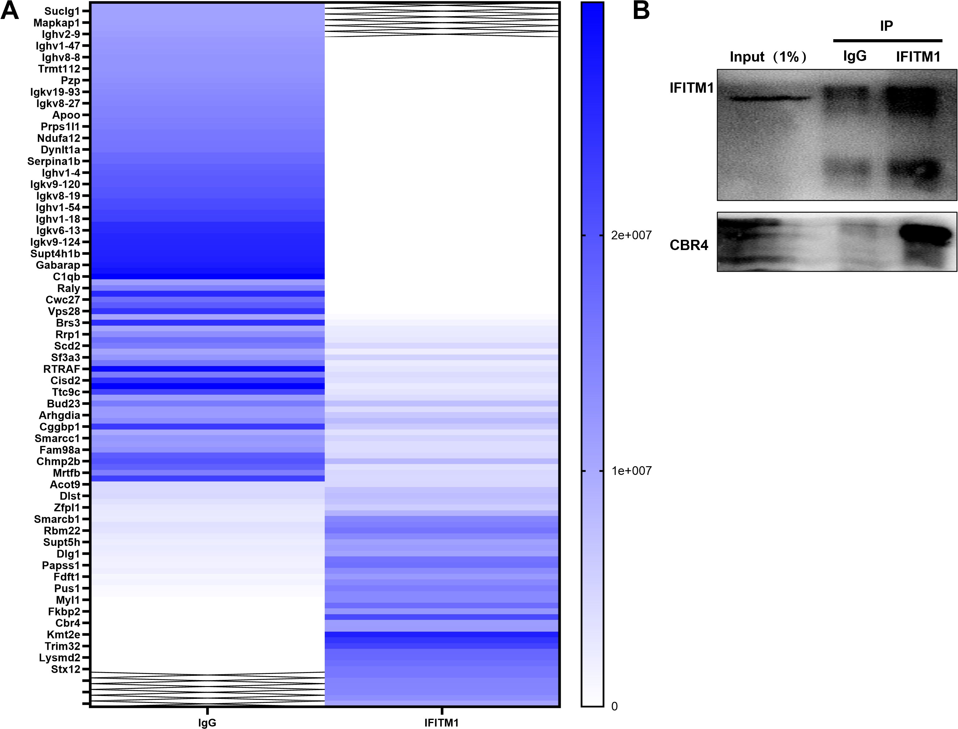 Panel A is a heatmap showing gene expression levels, with darker blue indicating higher expression. Listed genes are on the left. Panel B features protein immunoprecipitation results, with IFITM1 and CBR4 detected, showing bands of varying intensity under Input, IgG, and IFITM1 columns.