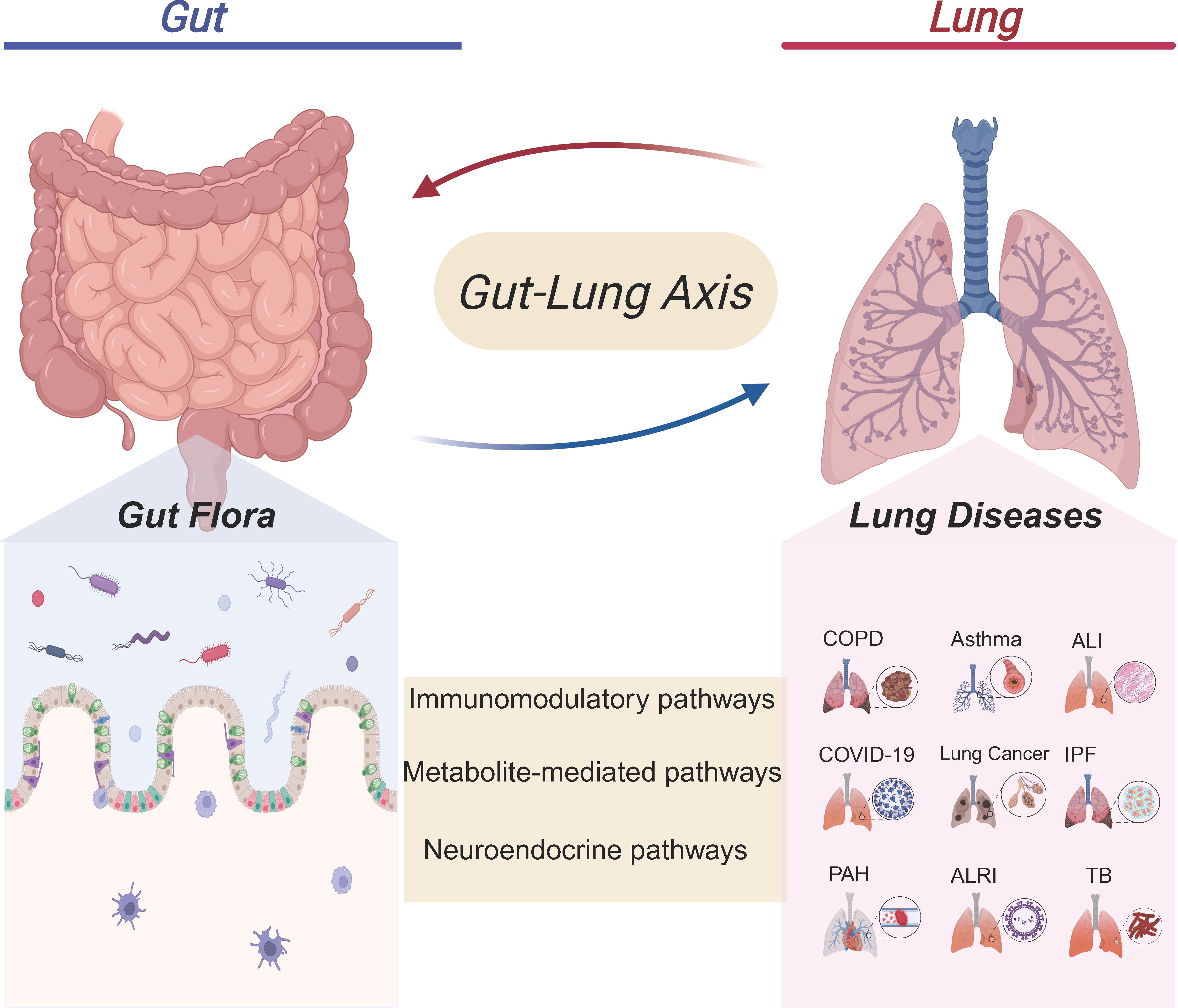 Illustration of the gut-lung axis showing a connection between the gut and lung systems. On the left, a diagram of intestines with gut flora, indicating immunomodulatory, metabolite-mediated, and neuroendocrine pathways. On the right, a diagram of lungs with various diseases listed: COPD, asthma, ALI, COVID-19, lung cancer, IPF, PAH, ALRI, and TB. The interaction between gut and lungs is highlighted with arrows.