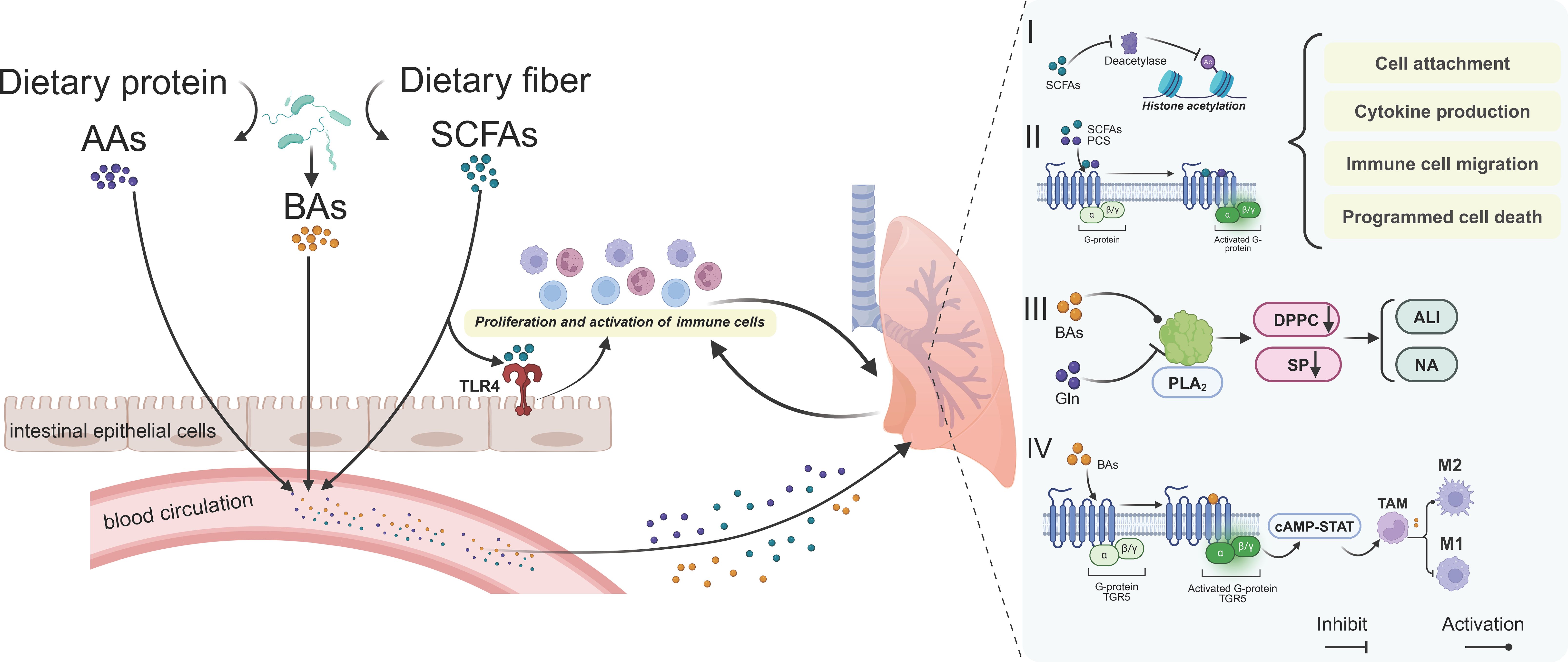 Diagram illustrating how dietary proteins and fibers affect immune functions. Left: Amino acids (AAs) and short-chain fatty acids (SCFAs) from dietary sources influence the proliferation and activation of immune cells via intestinal epithelial cells. Right: Detailed molecular pathways show SCFAs and bile acids (BAs) affecting cell attachment, cytokine production, migration, and death. SCFAs and G-proteins are involved in histone acetylation and other cellular processes, including the inhibition or activation of various cell functions via pathways involving DPPC, SP, PLA₂, and the cAMP-STAT pathway.