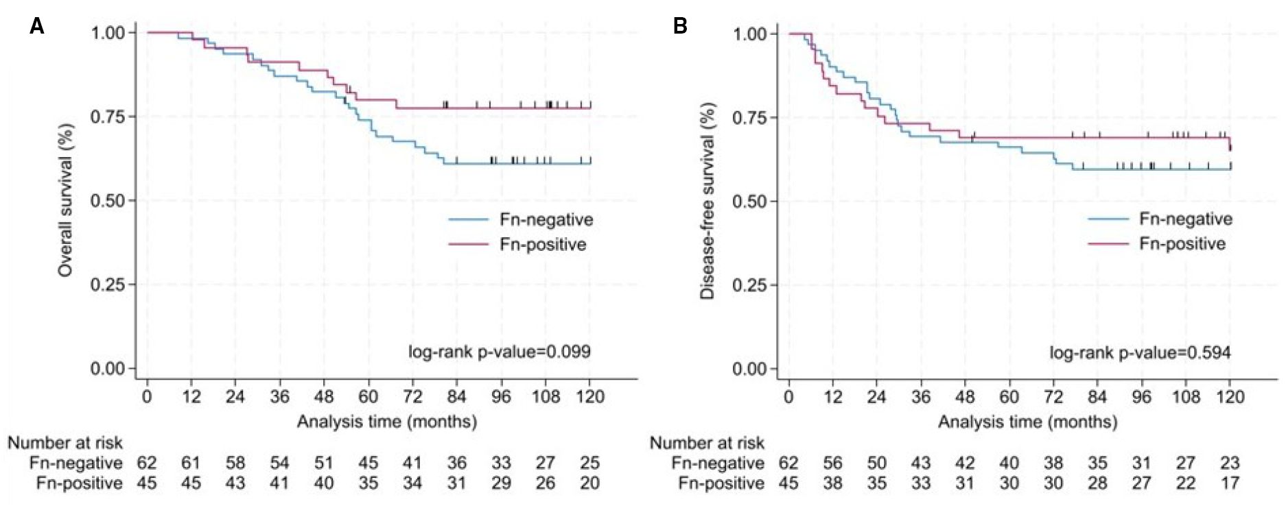 Panel A shows a Kaplan-Meier plot for overall survival, comparing Fn-negative and Fn-positive groups. Fn-positive (red) has better survival. Panel B depicts a similar plot for disease-free survival, with similar trends. Log-rank p-values are \(0.099\) for overall survival and \(0.594\) for disease-free survival. The number at risk decreases over time.