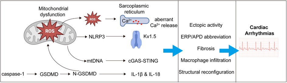 Diagram showing the connection between mitochondrial dysfunction and cardiac arrhythmias. Mitochondrial dysfunction leads to reactive oxygen species (ROS) production, influencing sarcoplasmic reticulum calcium release and Kv1.5 channels. This activates pathways including NLRP3, cGAS-STING, and caspase-1, triggering GSDMD and inflammatory cytokines IL-1β and IL-18. These processes lead to ectopic activity, ERP/APD abbreviation, fibrosis, macrophage infiltration, and structural reconfiguration, ultimately causing cardiac arrhythmias. An electrocardiogram illustrates the arrhythmias.