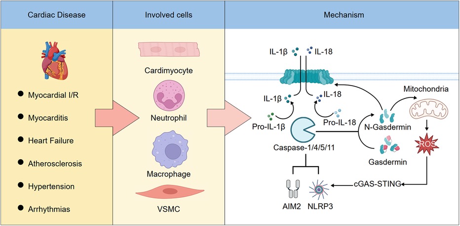 Illustration summarizing the link between cardiac diseases, involved immune and structural cells, and pyroptosis mechanisms. Left panel lists six cardiac conditions including myocardial ischemia/reperfusion and heart failure. Middle panel shows key cells—cardiomyocytes, neutrophils, macrophages, and vascular smooth muscle cells. Right panel depicts the molecular pathway where inflammasomes such as AIM2 and NLRP3 activate caspases 1, 4, 5, and 11, leading to cleavage of pro-inflammatory cytokines IL-12 and IL-18, activation of gasdermin, mitochondrial dysfunction, and reactive oxygen species (ROS) generation through the cGAS-STING pathway.