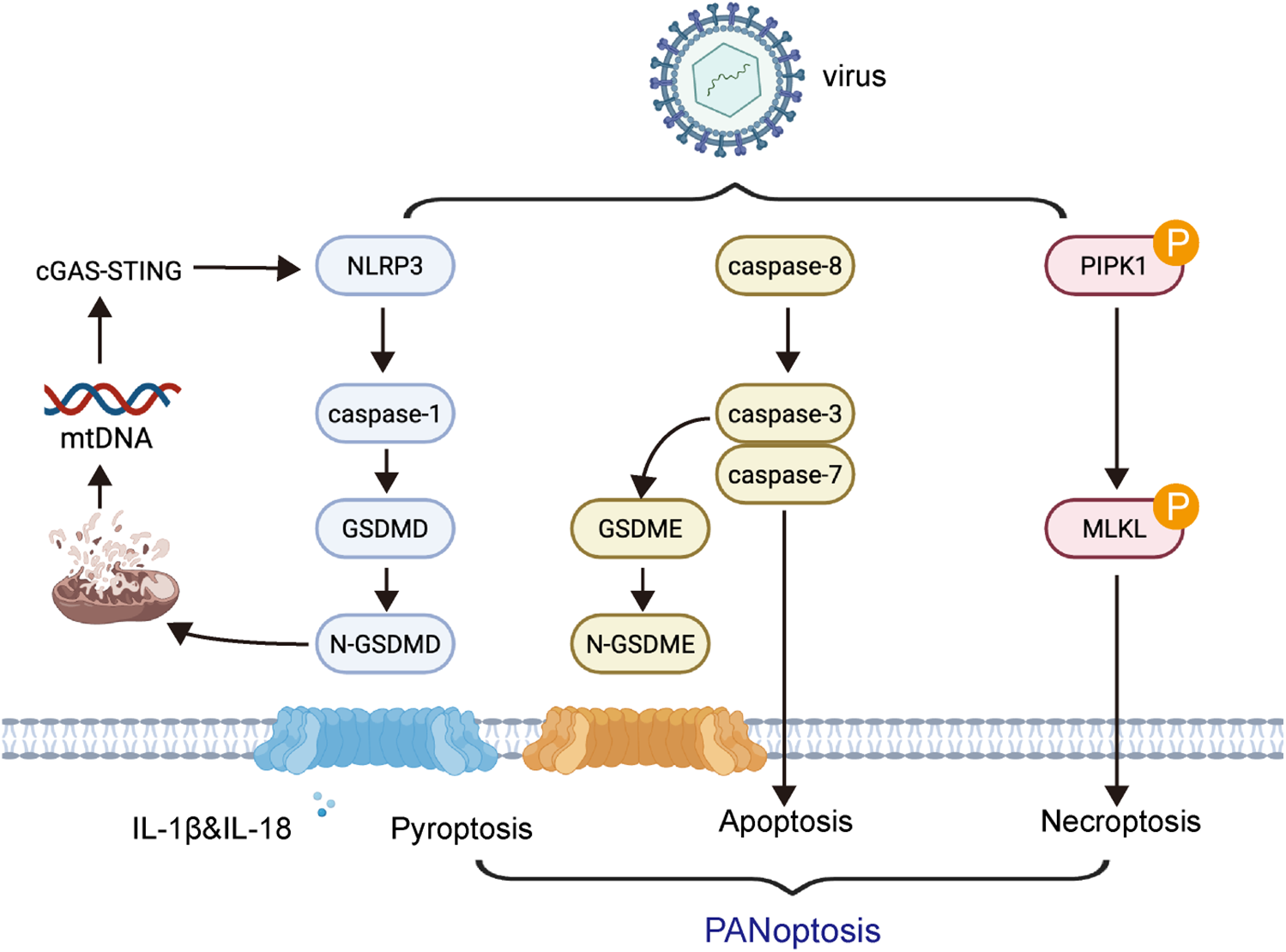 Illustration of the PANoptosis pathway triggered by viral infection and mitochondrial DNA. The process involves cGAS-STING activating NLRP3, leading to caspase-1, GSDMD, and N-GSDMD resulting in pyroptosis. Concurrently, caspase-8 activates caspase-3 and -7, leading to GSDME and N-GSDME, causing apoptosis. PIPK1 and MLKL are involved in necroptosis. The overlapping pathways result in PANoptosis.