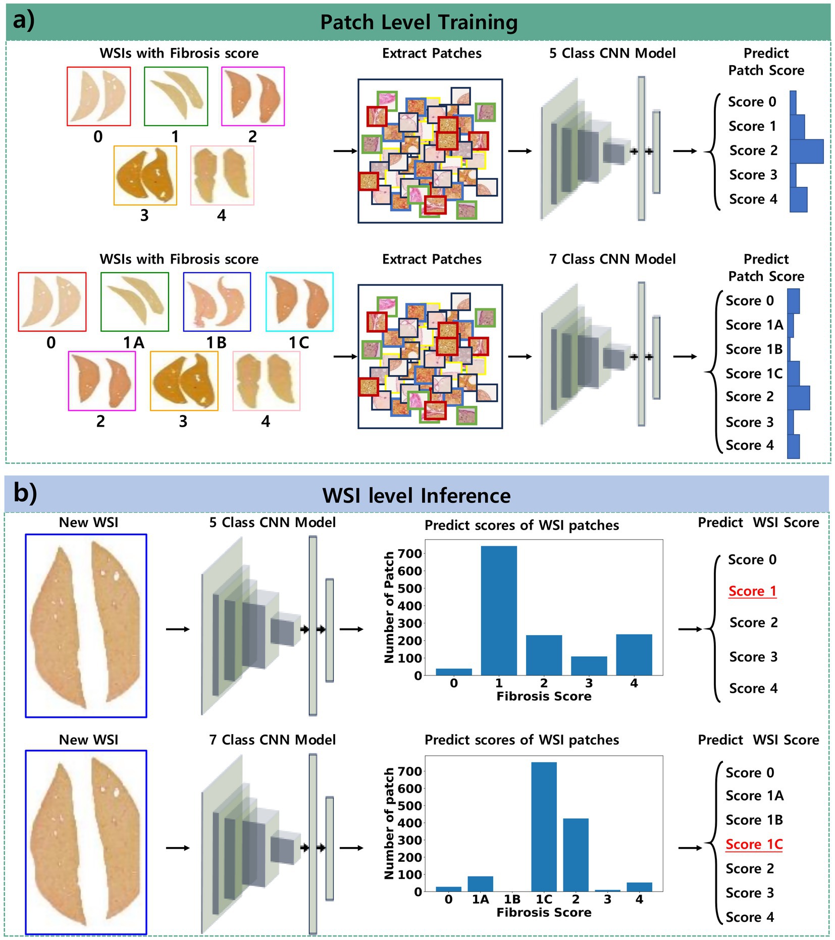 Diagram illustrating a method for fibrosis scoring using convolutional neural networks (CNNs). (a) Patch Level Training:- Top section: Whole Slide Images (WSIs) with scores 0 to 4 are shown, followed by patch extraction and analysis using a 5-class CNN model for score prediction.- Bottom section: WSIs with scores 0, 1A, 1B, 1C, 2, 3, and 4 are shown, followed by patch extraction and analysis using a 7-class CNN model for detailed score prediction.(b) WSI Level Inference:- Example WSIs are analyzed by 5-class and 7-class CNN models. Predicted patch scores are shown in bar graphs, leading to an overall WSI fibrosis score prediction.