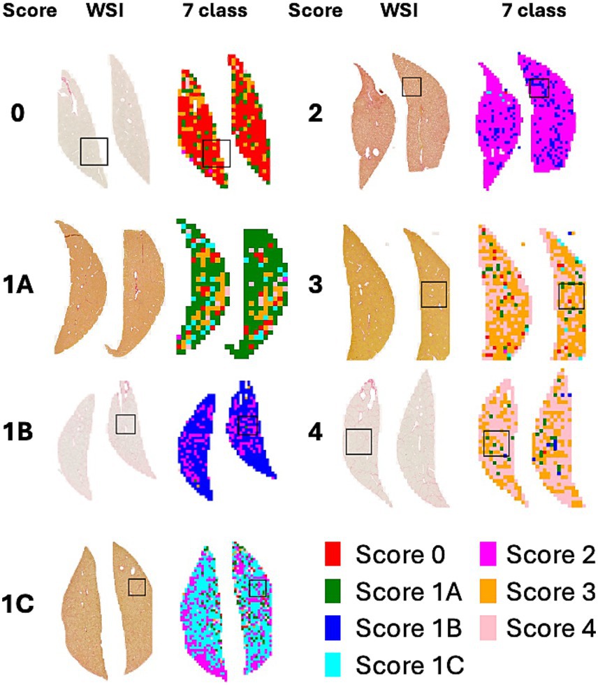 Liver tissue samples are displayed in rows labeled by scores 0, 1A, 1B, 1C, 2, 3, and 4. Each row features two images: a whole slide image (WSI), a section with a marked square, and a seven-class color-coded representation. Colors include red, green, blue, teal, magenta, orange, and pink indicating different scoring categories. A legend at the bottom associates colors with scores.