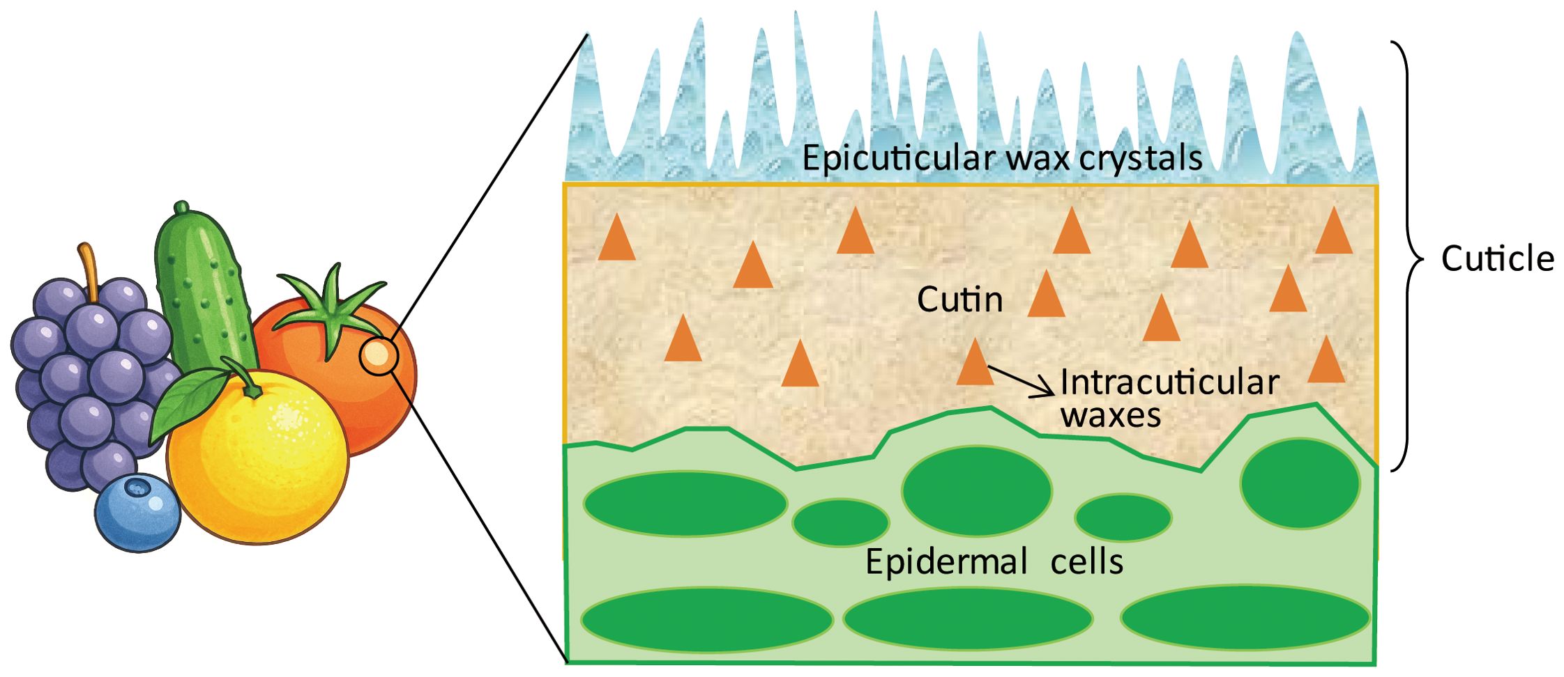 Illustration showing fruit (grapes, citrus fruit, cucumber, and tomato) with a magnified section of their surface. The section details the cuticle structure, highlighting epicuticular wax crystals, intracuticular waxes, and epidermal cells.
