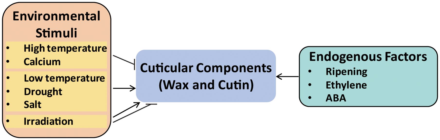 Diagram showing interactions affecting cuticular components (wax and cutin). Environmental stimuli include high temperature, calcium, low temperature, drought, salt, and irradiation. Endogenous factors include ripening, ethylene, and ABA. Arrows indicate influences on cuticular components.
