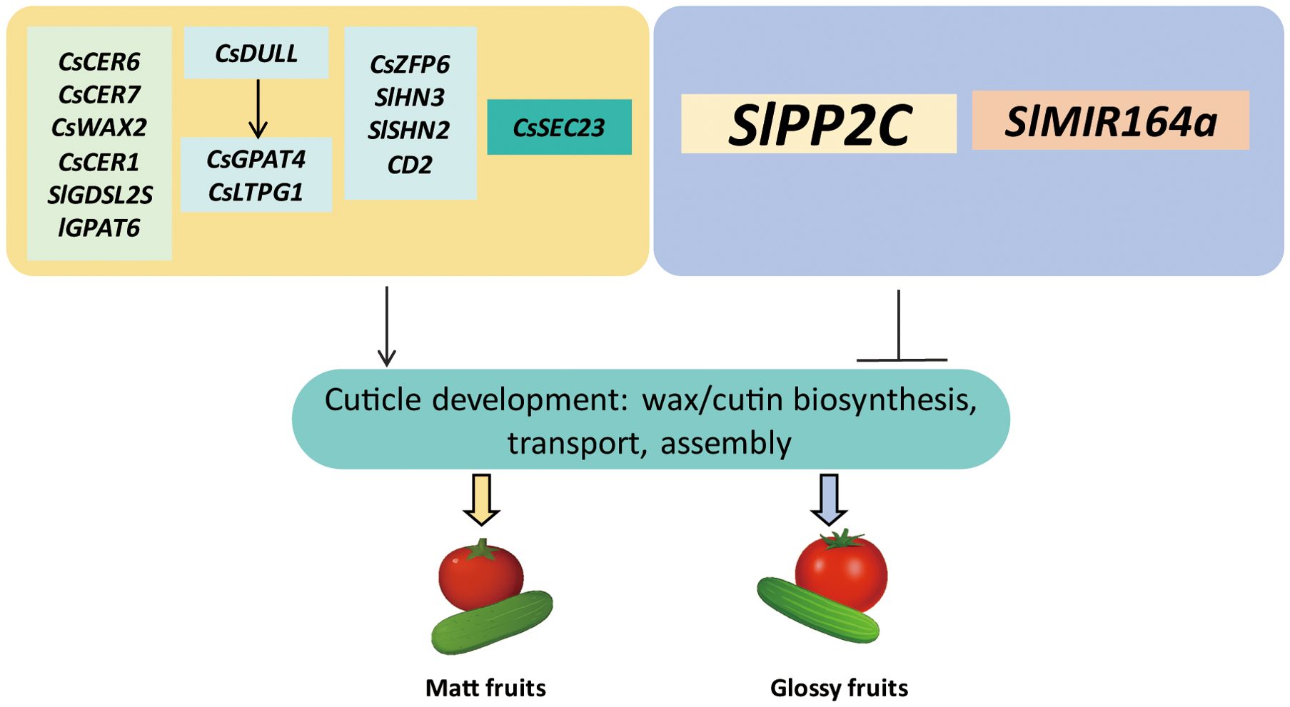 Diagram illustrating the role of various genes in cuticle development, affecting wax and cutin biosynthesis, transport, and assembly. Genes like CsDULL and SIPP2C influence this process, resulting in variations such as matt and glossy fruits, represented by a tomato and a cucumber.