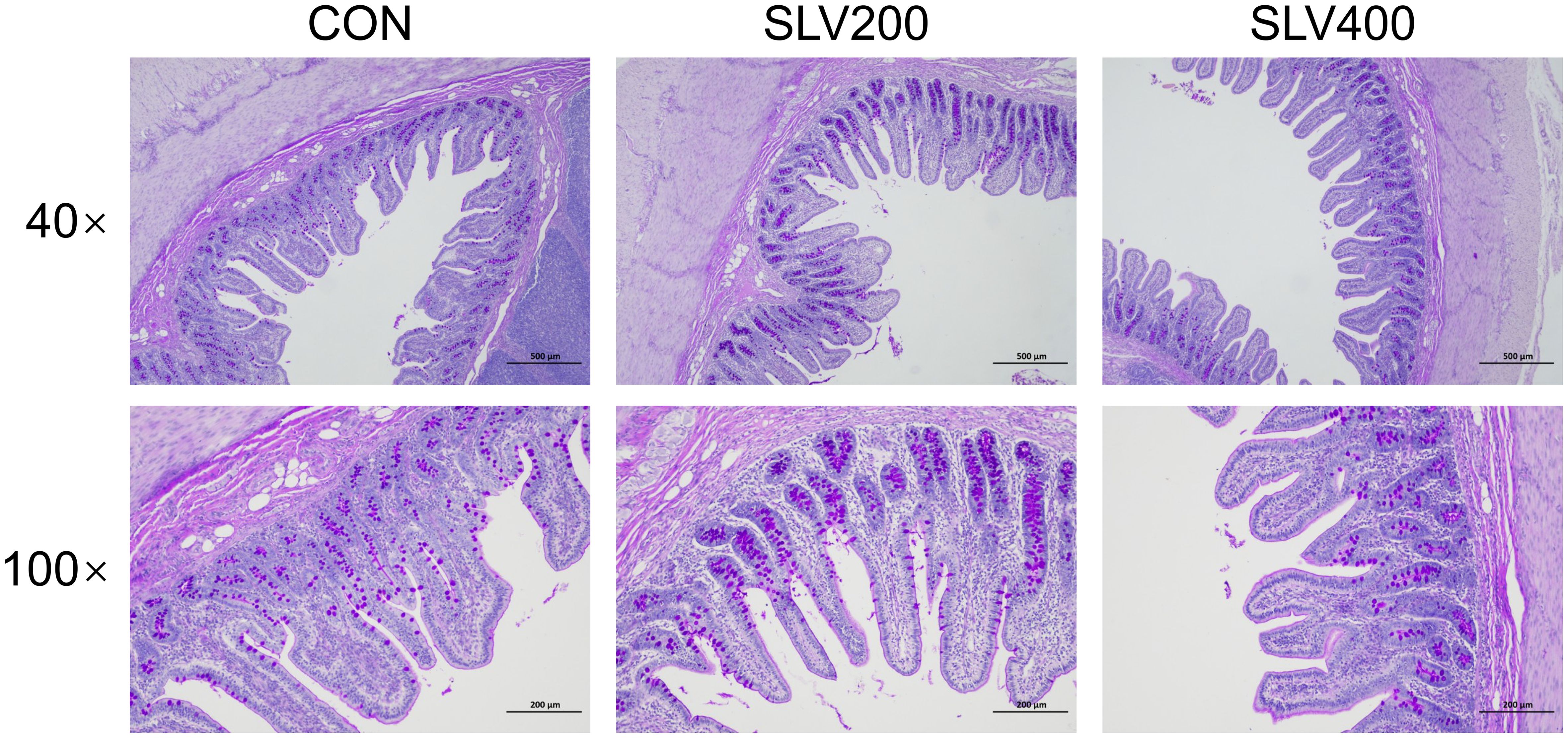 Microscopic images of intestinal tissue sections at 40x and 100x magnification for CON, SLV200, and SLV400 groups. Differences in villi structure are visible, with each group showing a distinct pattern. Scale bars indicate sizes for reference.