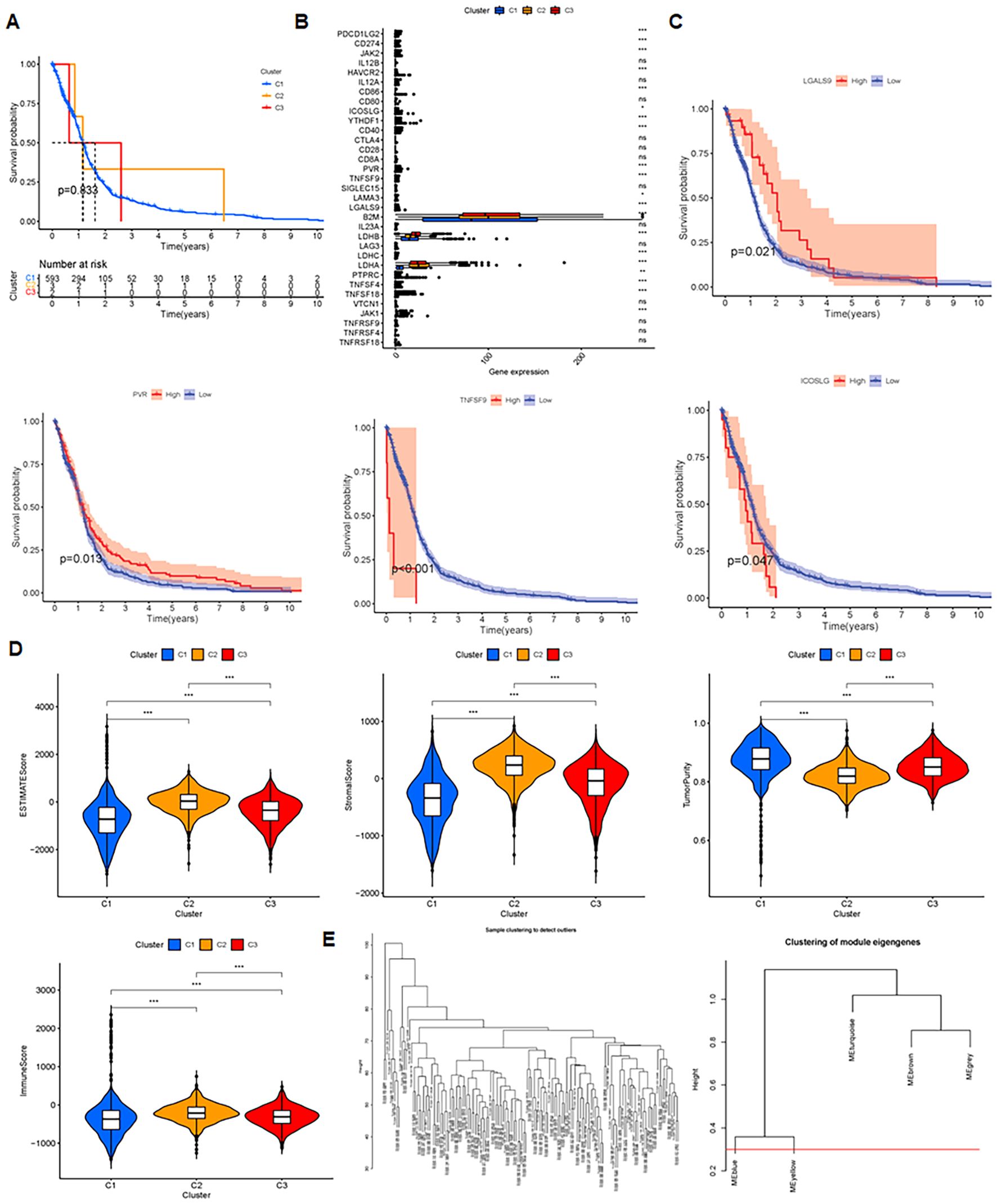 Multiple data visualizations related to gene expression and survival analysis. Panel A shows a Kaplan-Meier plot comparing survival probabilities across three clusters with significance values. Panel B illustrates box plots of gene expression across clusters. Panel C includes three survival probability plots for LGALS9, TNFRSF9, and ICOSLG, highlighting differences between high and low expression groups. Panel D presents violin plots indicating ESTIMATE, stromal, and immune scores across clusters. Panel E features dendrograms for sample clustering and module eigengenes, showing hierarchical relationships.