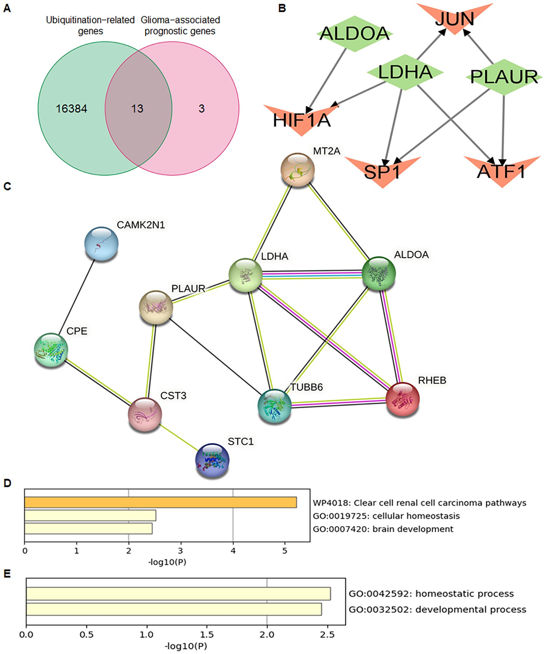 Panel A shows a Venn diagram with ubiquitination-related genes (16,384), glioma-associated prognostic genes (3), and 13 overlapping genes. Panel B displays a network diagram illustrating relationships between genes such as ALDOA, LDHA, and PLAUR. Panel C presents a protein interaction network involving genes like CAMK2N1, LDHA, and RHEB. Panels D and E contain bar graphs showing p-values for pathways related to cellular and developmental processes.