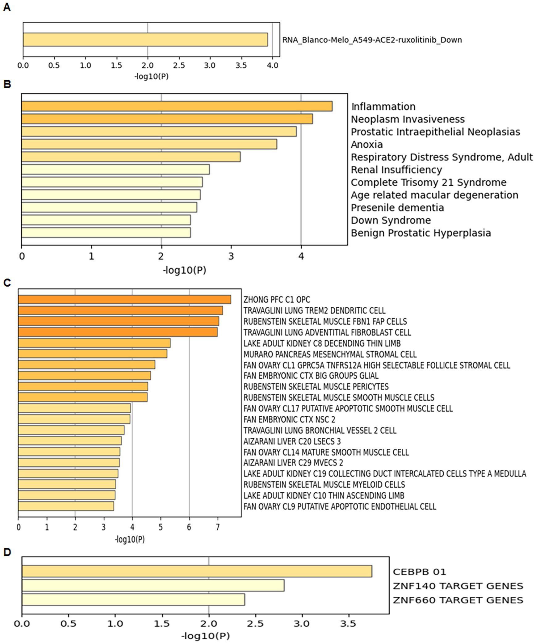 Bar charts labeled A, B, C, and D show -log10(P) values for different data sets. Chart A highlights “RNA_Blanco-Melo_A549-ACE2-ruxolitinib_Down.” Chart B lists medical conditions such as inflammation and neoplasms. Chart C names various cells, with “ZHONG PFC C1 OPC” having the highest value. Chart D contrasts target genes CEBPB 01, ZNF140, and ZNF660.