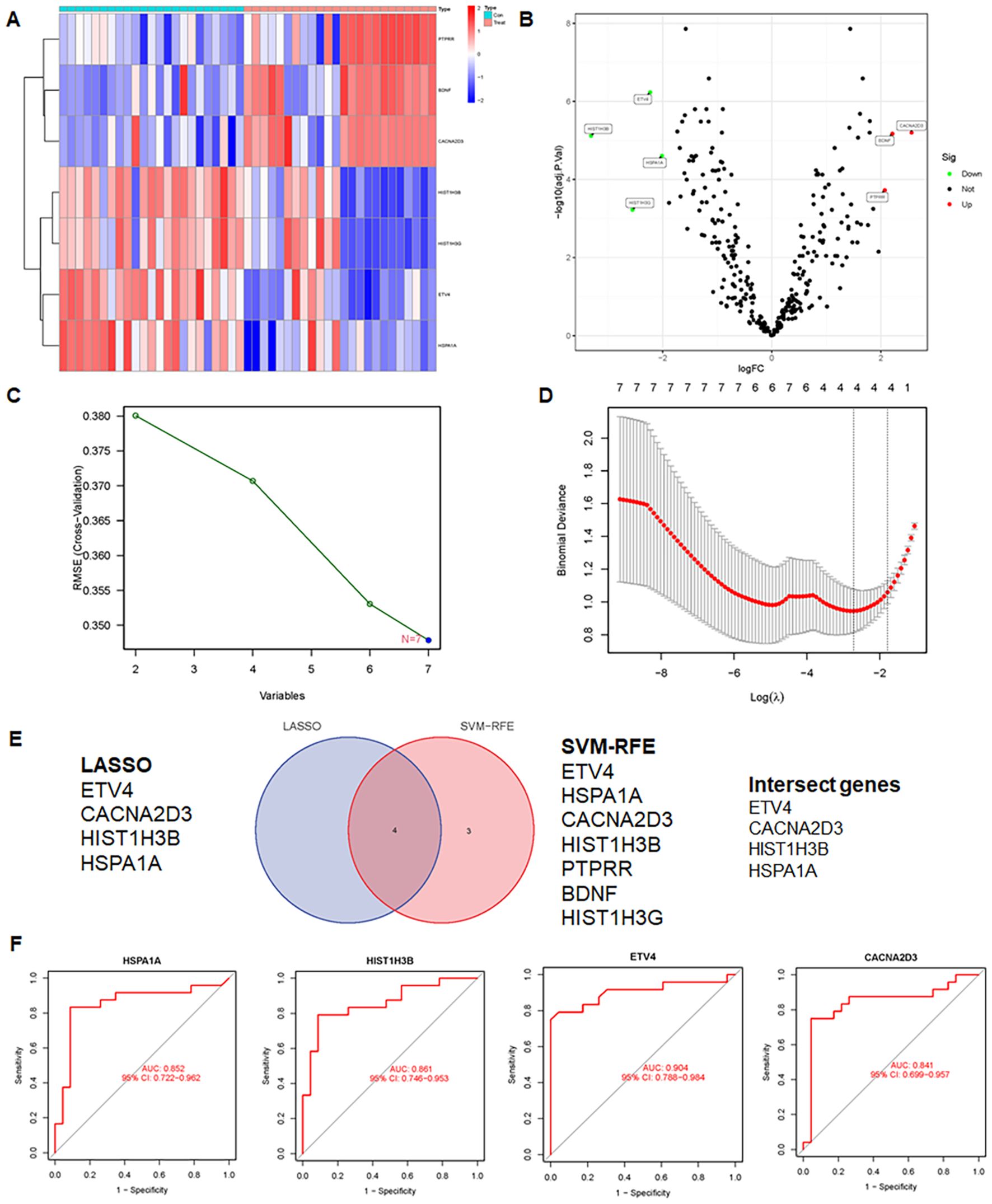 Panel of images representing various data analyses. Panel A shows a heat map representing gene expression levels, with red and blue indicating different intensities. Panel B displays a volcano plot with log fold change on the x-axis and negative log p-values on the y-axis, highlighting significant genes. Panel C features a line graph depicting RMSE across variables. Panel D shows a plot of binomial deviance against log(lambda), with a highlighted optimal point. Panel E contains a Venn diagram comparing LASSO and SVM-RFE selected genes, listing intersecting genes ETV4, CACNA2D3, HIST1H3B, HSPA1A. Panel F includes four ROC curves showing sensitivity and specificity for different genes.