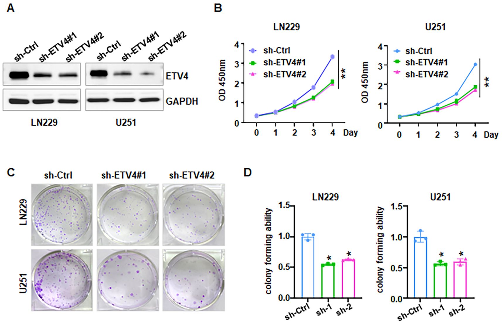 Panel A shows Western blot results for ETV4 and GAPDH in LN229 and U251 cell lines with sh-Ctrl, sh-ETV4#1, and sh-ETV4#2 treatments. Panel B presents OD 450 nm growth curves over four days, showing reduced growth for sh-ETV4 groups in both cell lines. Panel C displays colony formation assays, with fewer colonies in sh-ETV4 treated groups. Panel D graphically represents quantified colony-forming ability, indicating significant reduction in sh-1 and sh-2 compared to the control in both cell lines. Asterisks denote statistical significance.
