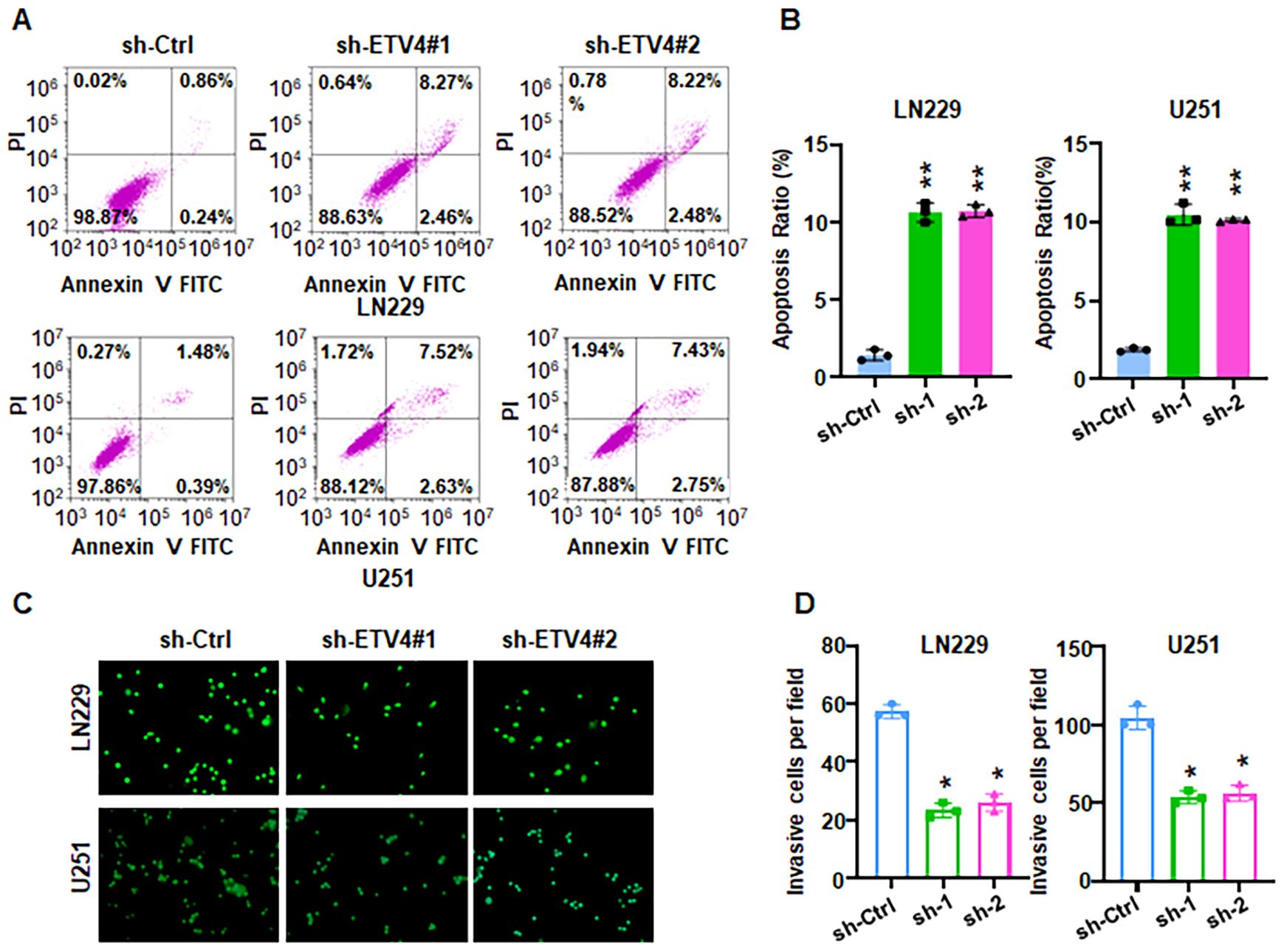 Flow cytometry and graph analysis showing apoptosis and invasion in LN229 and U251 cells. Panel A displays annexin V-FITC/PI dot plots, indicating higher apoptosis in sh-ETV4 groups compared to sh-Ctrl. Panel B presents bar graphs with increased apoptosis in sh-1 and sh-2 groups. Panel C shows fluorescent images of fewer invasive cells in sh-ETV4 groups. Panel D displays bar graphs showing significantly reduced cell invasion in sh-1 and sh-2 groups compared to sh-Ctrl in both cell lines.