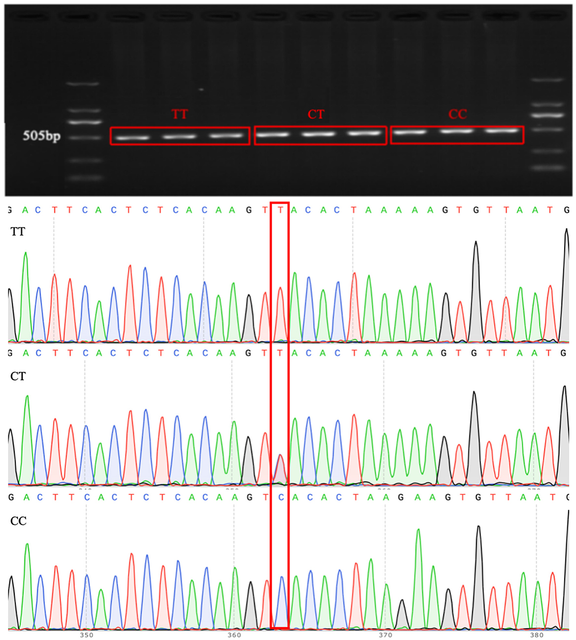 Gel electrophoresis and DNA sequencing results. The top shows bands labeled TT, CT, CC alongside a 505 bp marker. The bottom displays three chromatograms for TT, CT, and CC genotypes with highlighted nucleotide positions.