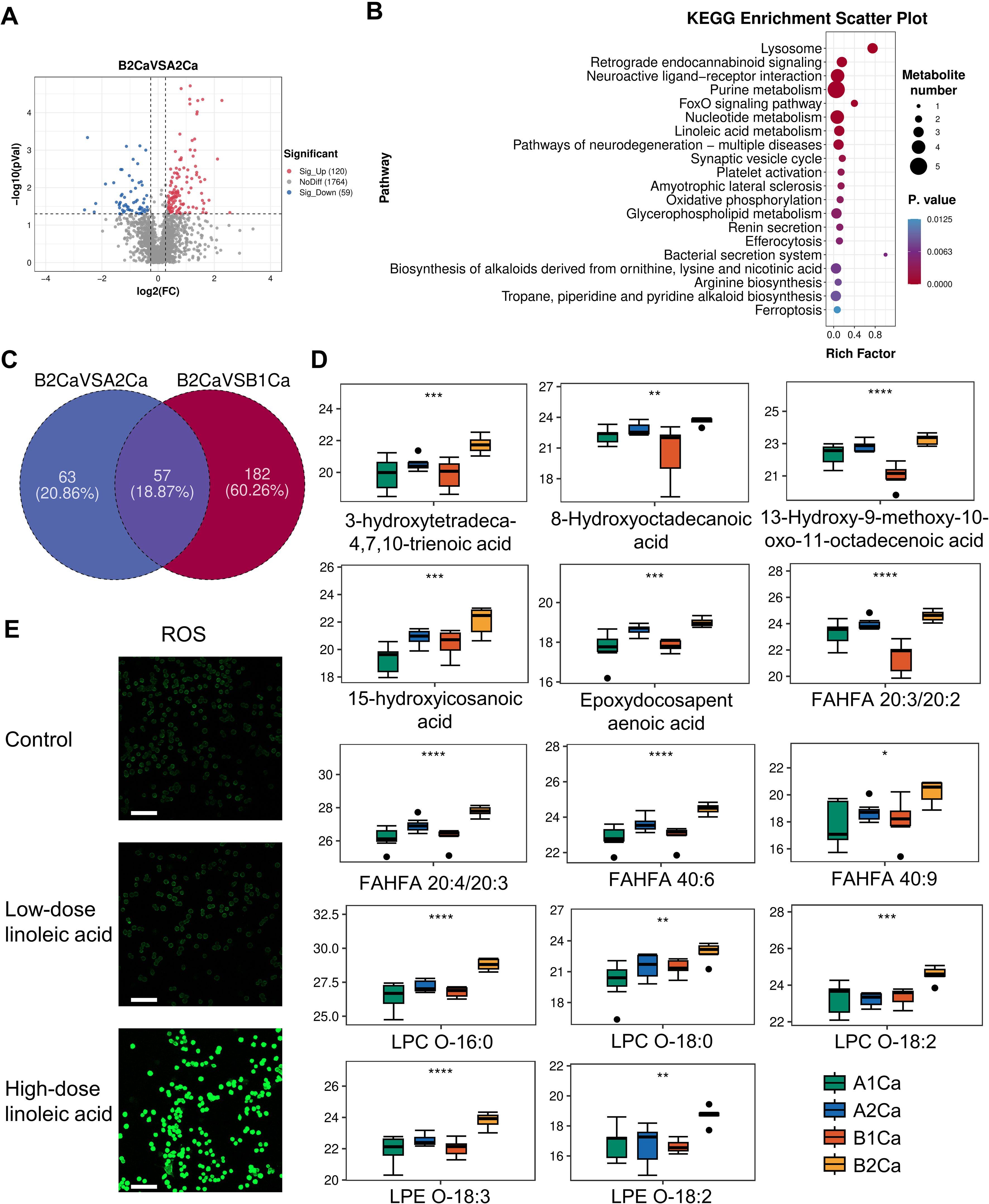 Panel A shows a volcano plot with significant gene expression changes highlighted. Panel B is a KEGG enrichment scatter plot illustrating various pathways with different metabolite numbers and p-values. Panel C features a Venn diagram comparing two groups, B2CaVSA2Ca and B2CaVSB1Ca, with 57 shared elements. Panel D displays multiple box plots for various acids across sample groups, with statistical significance indicated. Panel E presents images of ROS levels under control, low-dose, and high-dose linoleic acid conditions, showing increased fluorescence with higher doses.