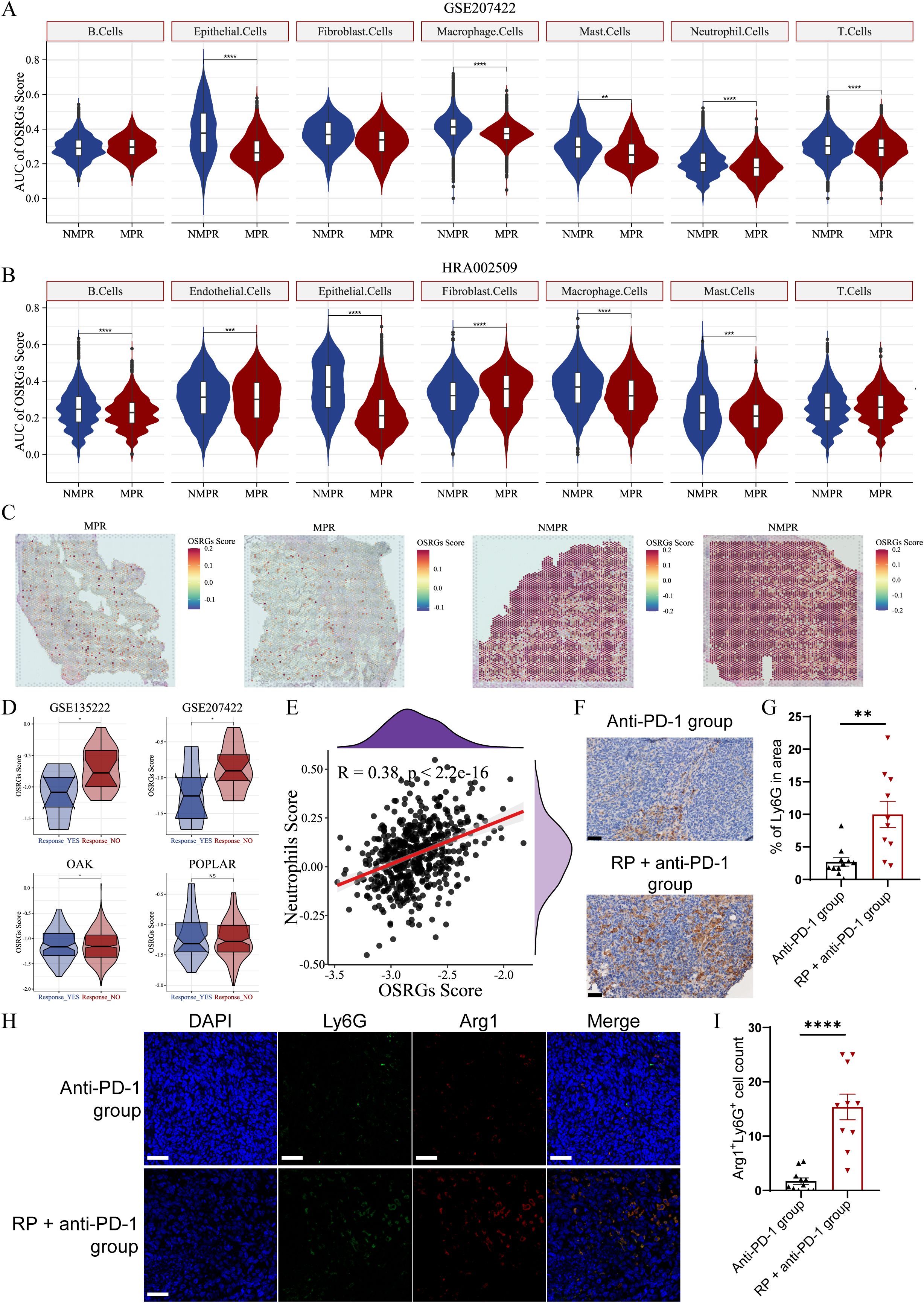 Violin plots and scatter plots illustrate data from different datasets, comparing OSRG and neutrophil scores in cell types, response conditions, and treatment groups. Immunohistochemistry images display staining differences between groups, and bar graphs summarize percentage and cell count comparisons.