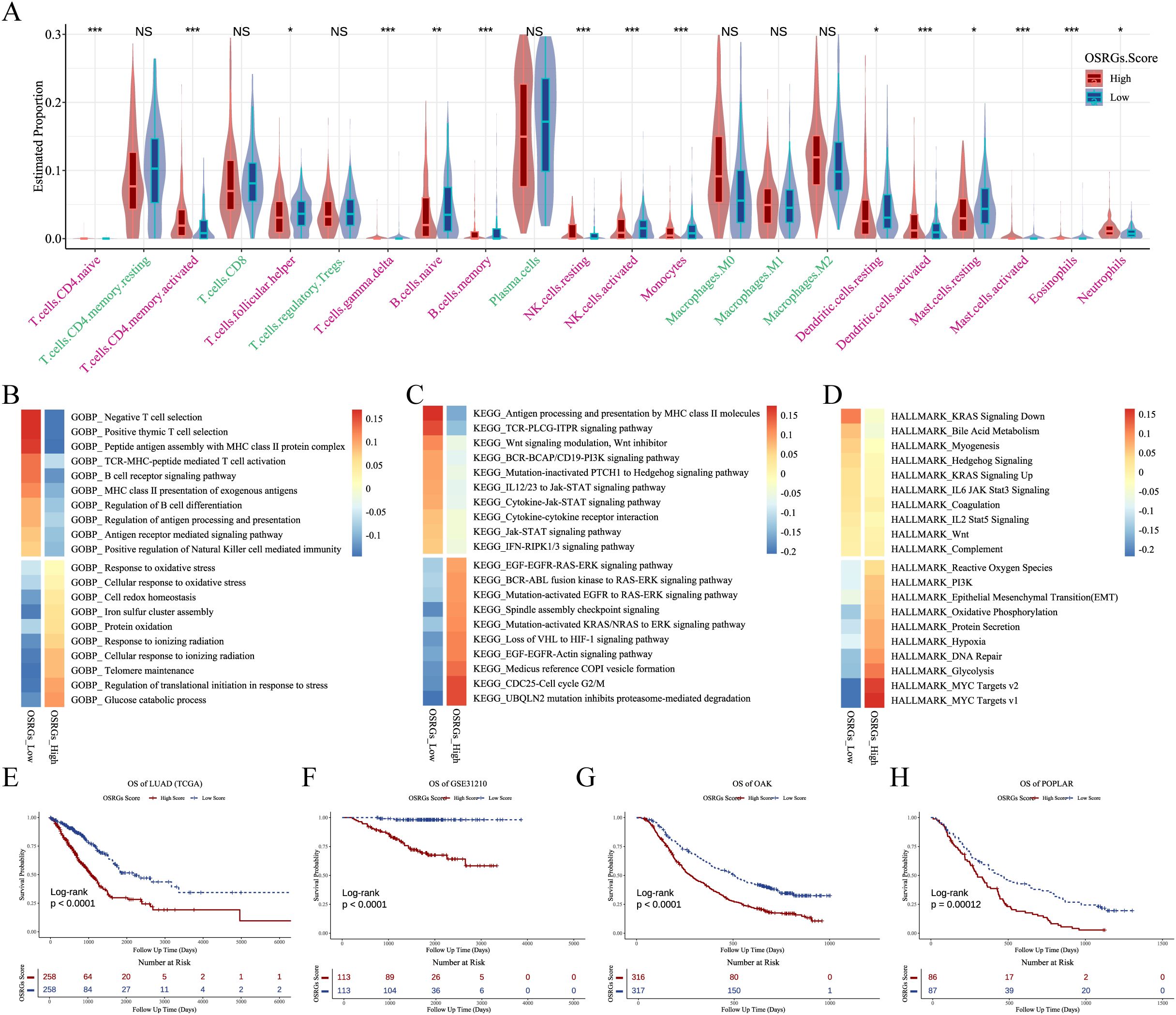 Violin plot (A) displays immune cell type proportions with high and low OSRGs scores across multiple cell types. Heatmaps (B, C, D) show pathways associated with OSRGs scores in different biological processes and pathways. Kaplan-Meier survival curves (E, F, G, H) compare overall survival between groups with high and low OS-related gene scores, noting significant differences in survival times.