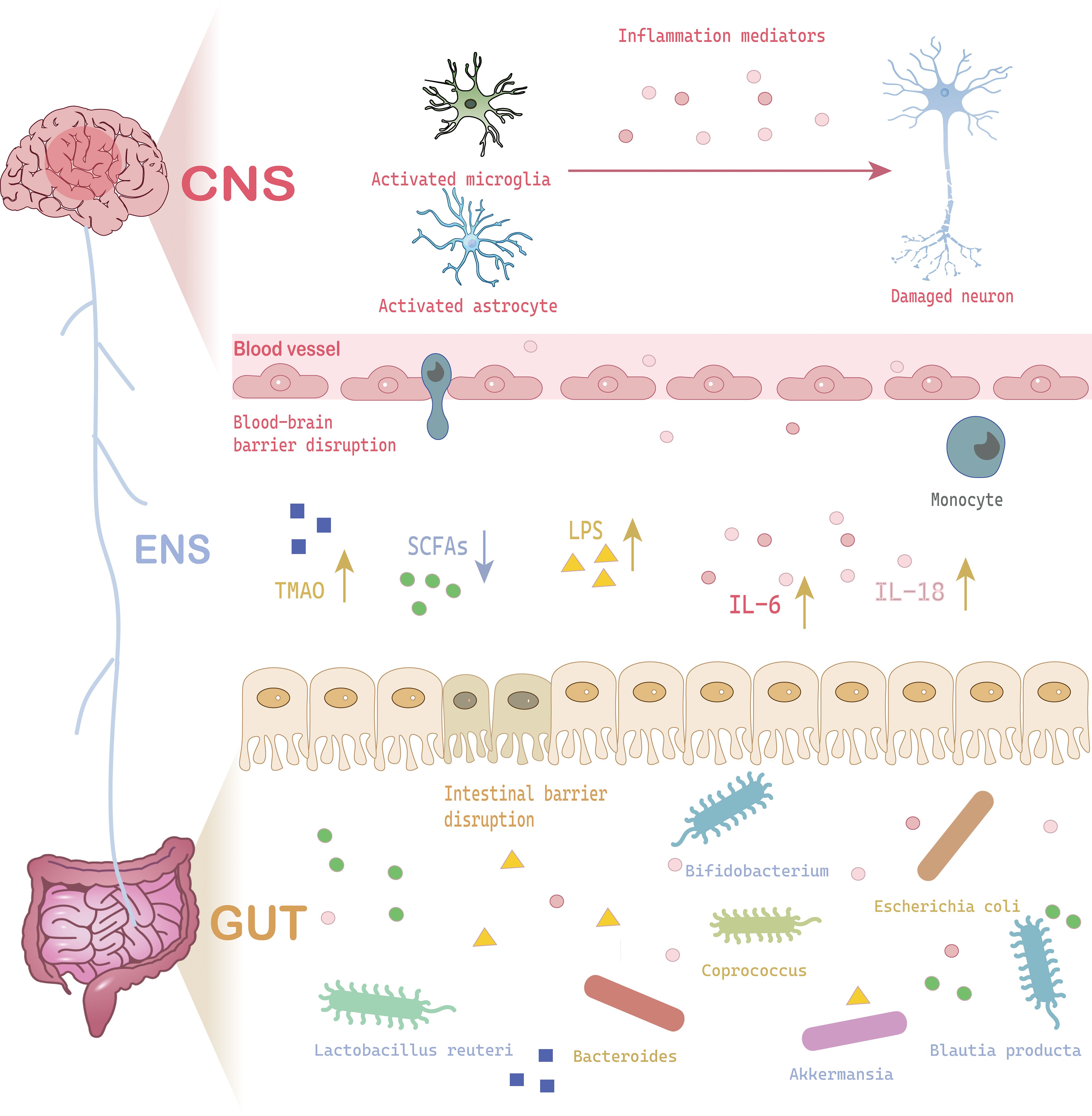 Diagram showing interactions between the CNS, ENS, and gut. The central nervous system (CNS) includes activated microglia and astrocytes leading to inflammation and neuron damage. Blood-brain barrier disruption involves astrocyte and monocytes. The enteric nervous system (ENS) and gut depict intestinal barrier disruption, influenced by microbial metabolites like TMAO, SCFAs, LPS, and bacteria such as Lactobacillus reuteri and Escherichia coli, impacting inflammatory mediators IL-6 and IL-18.