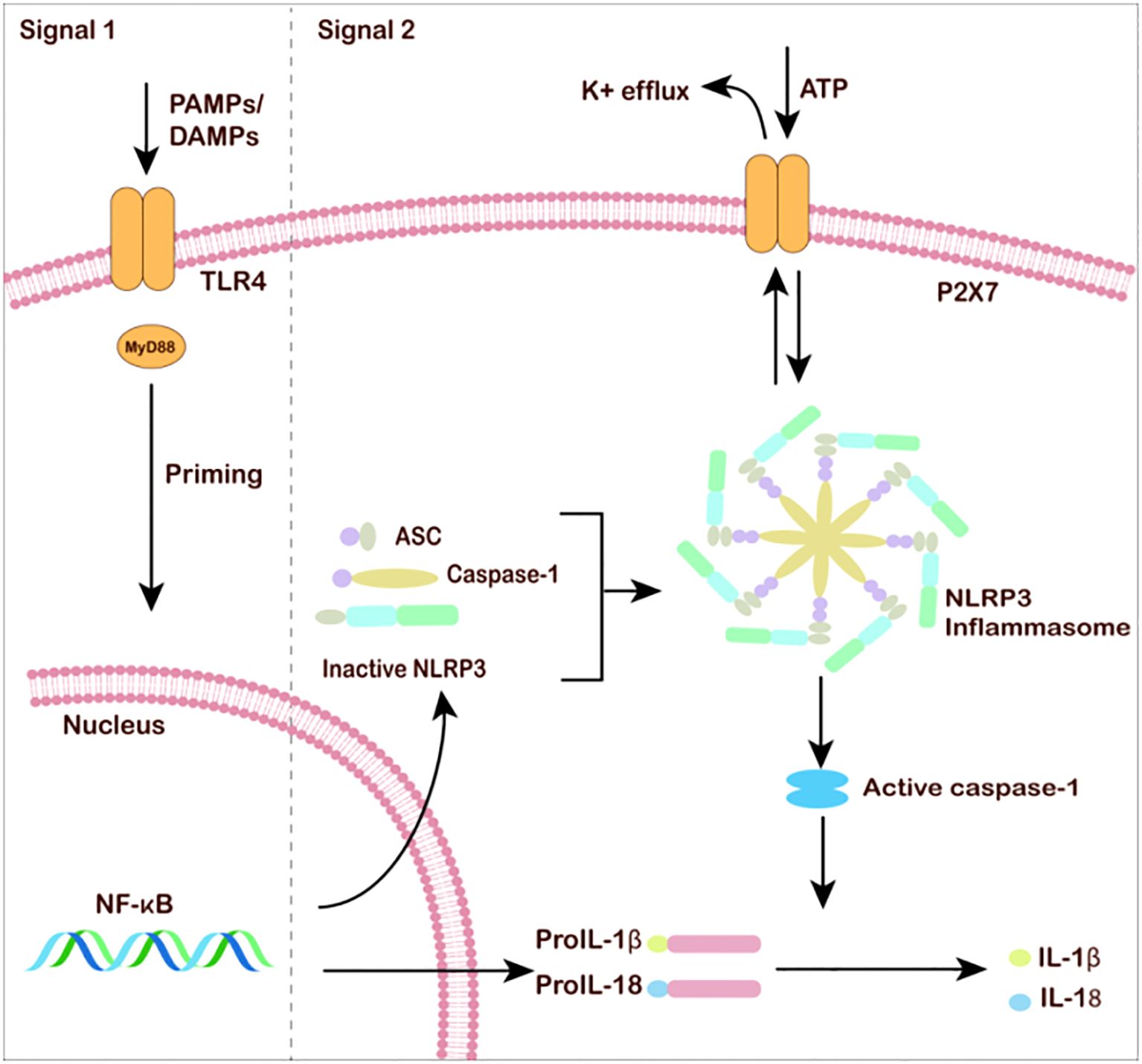 Diagram illustrating the activation of the NLRP3 inflammasome. Signal 1 involves PAMPs/DAMPs binding to TLR4, leading to NF-kB activation and priming of NLRP3. Signal 2 is triggered by ATP via the P2X7 receptor, causing potassium efflux. This leads to NLRP3 inflammasome assembly, activating caspase-1. Caspase-1 converts pro-IL-1β and pro-IL-18 into their active forms, IL-1β and IL-18. Components include MyD88, ASC, and inactive NLRP3.