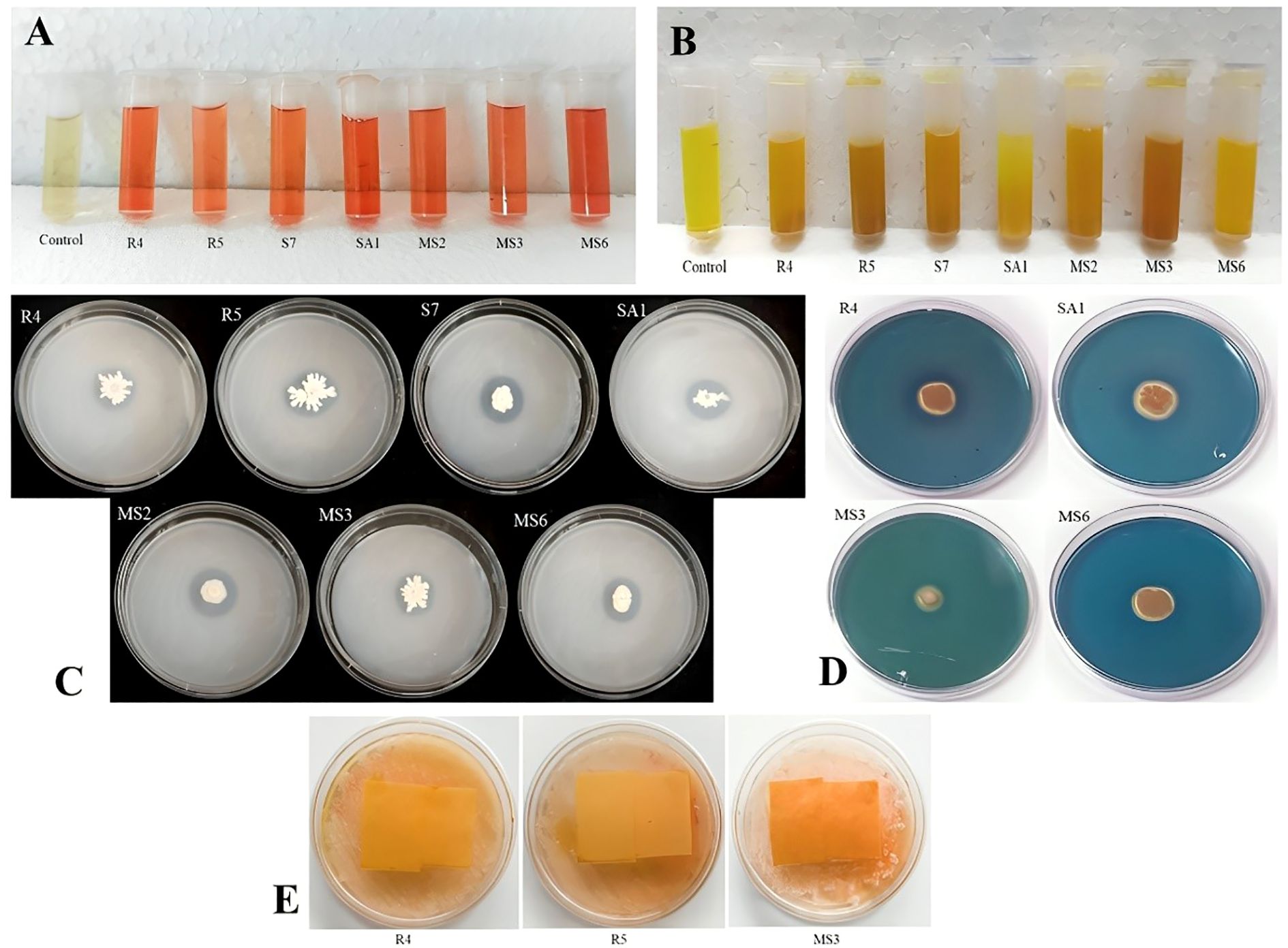 Panel A shows test tubes with varying liquid colors, labeled as Control, R4, R5, S7, SA1, MS2, MS3, MS6. Panel B displays similar test tubes with different shades. Panel C has petri dishes with white colonies labeled R4, R5, S7, SA1, MS2, MS3, MS6. Panel D presents petri dishes with brown-centered growths on a blue medium, labeled R4, SA1, MS3, MS6. Panel E includes petri dishes with orange squares, labeled R4, R5, MS3.