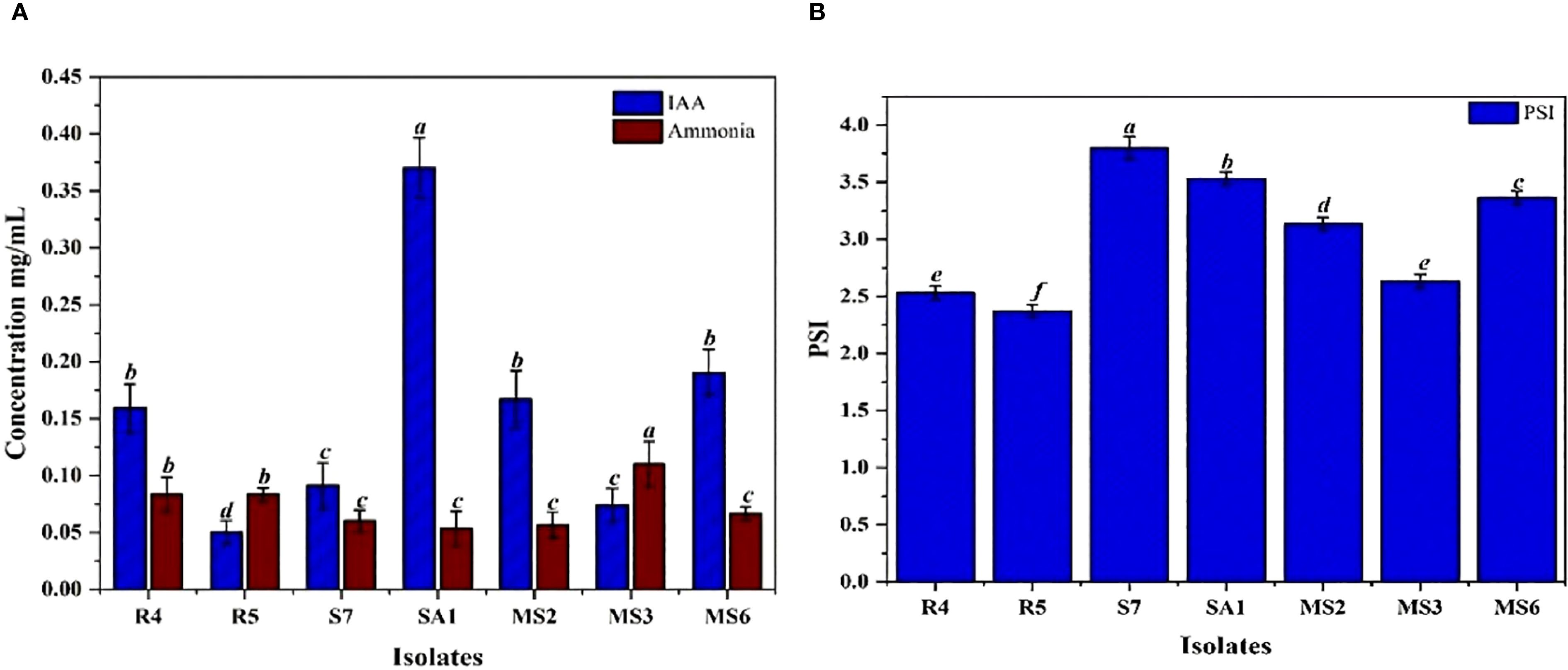 Two bar graphs display data for different isolates. Graph A compares concentrations of IAA (in blue) and ammonia (in red) in milligrams per milliliter across isolates R4, R5, S7, SA1, MS2, MS3, and MS6. Graph B shows Phosphate Solubilizing Index (PSI) values for the same isolates. Letters above bars indicate statistical significance.
