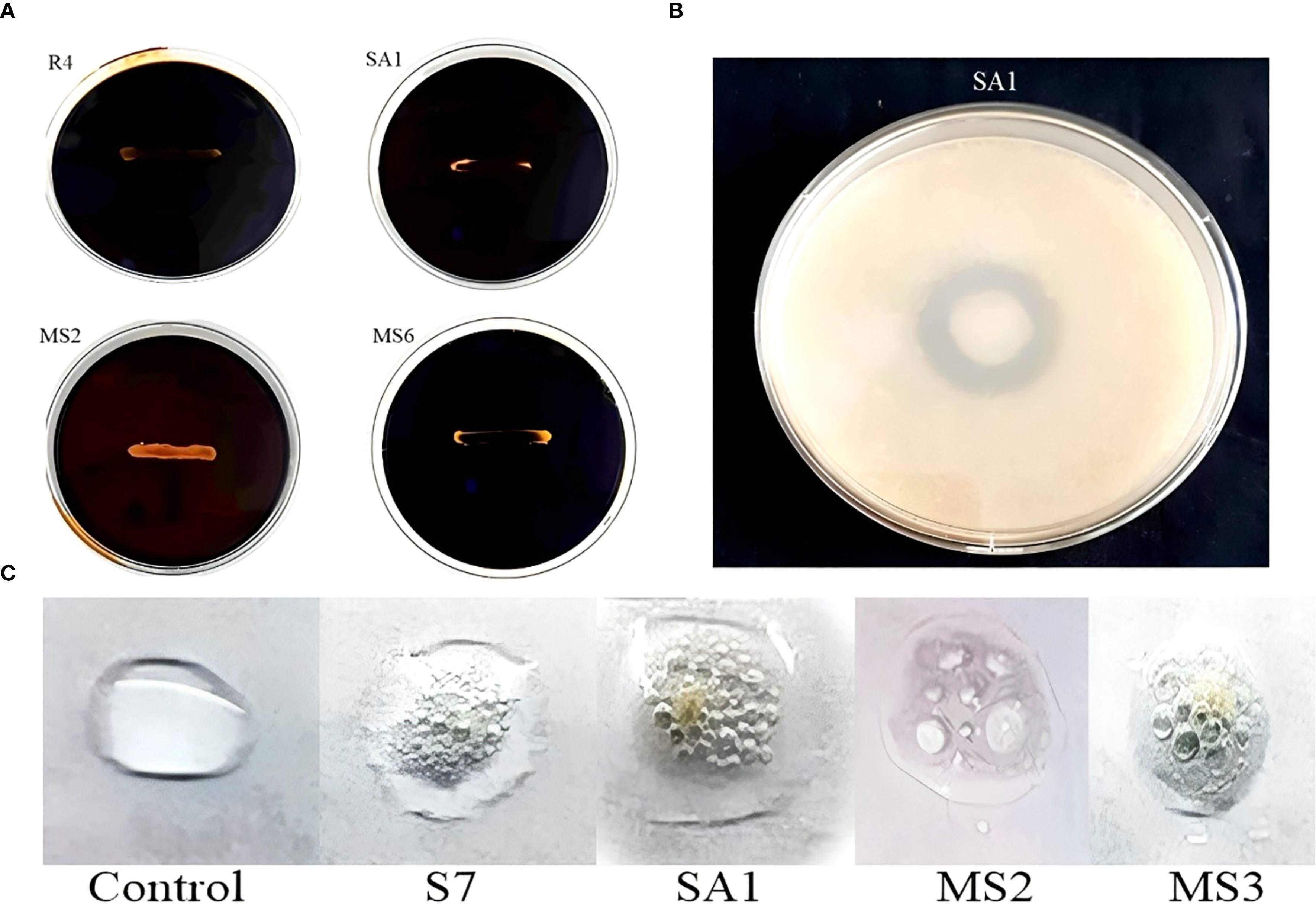 Panel A shows four petri dishes labeled R4, SA1, MS2, and MS6 with similar growth patterns. Panel B displays a larger petri dish labeled SA1 with a central growth ring. Panel C contains five close-up images labeled Control, S7, SA1, MS2, and MS3, illustrating different textures and growth formations.